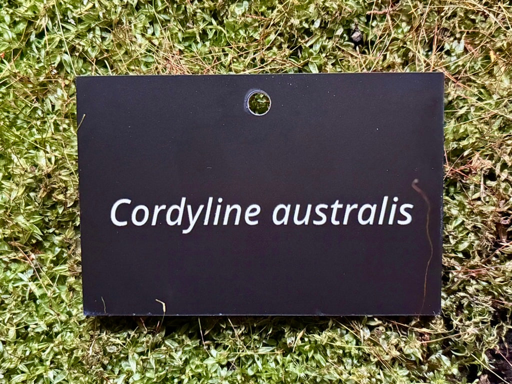 Cordyline australis - Plant label
