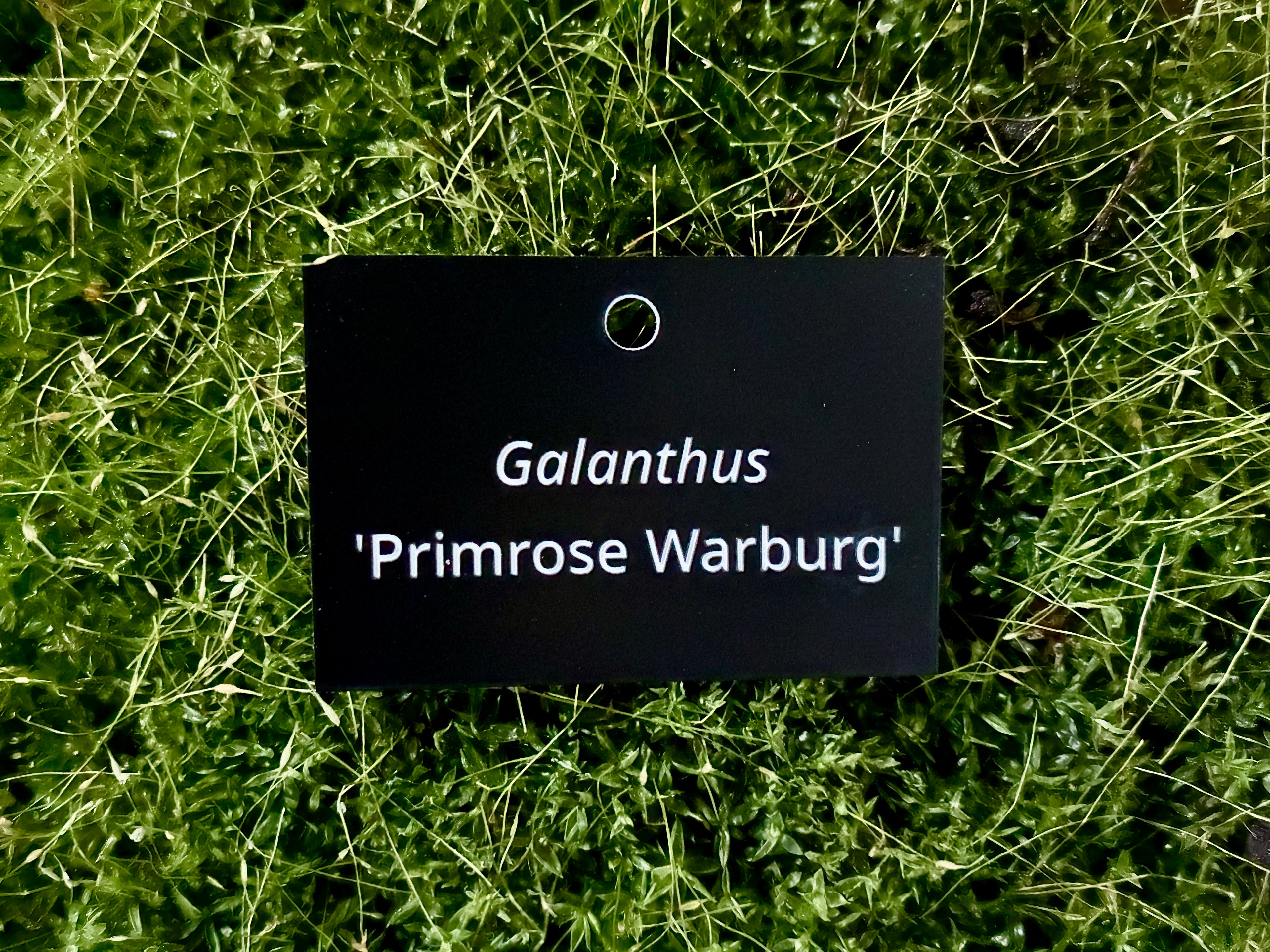 Galanthus 'Primrose Warburg' - Plant label
