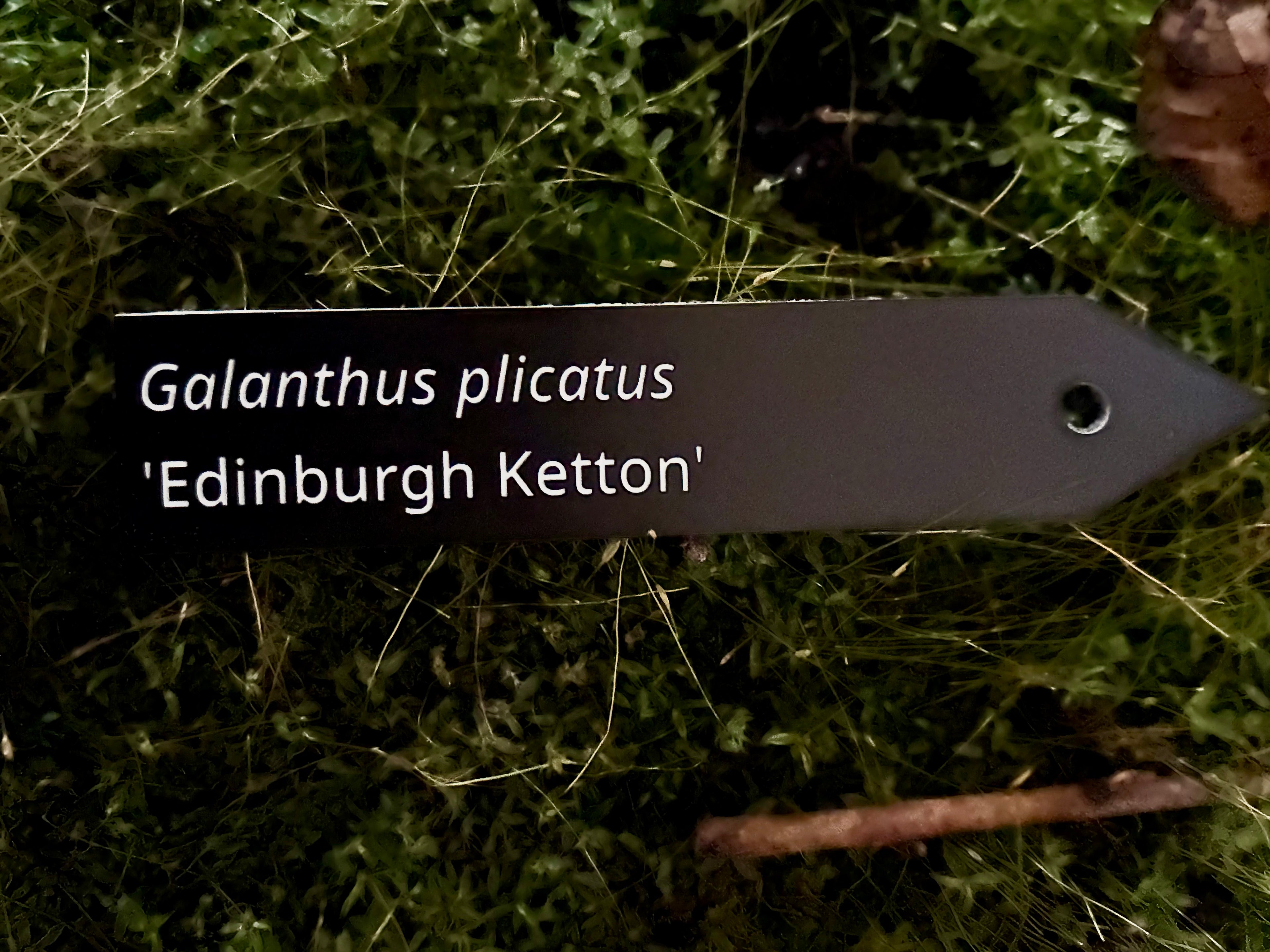 Galanthus plicatus 'Edinburgh Ketton' - Plant label