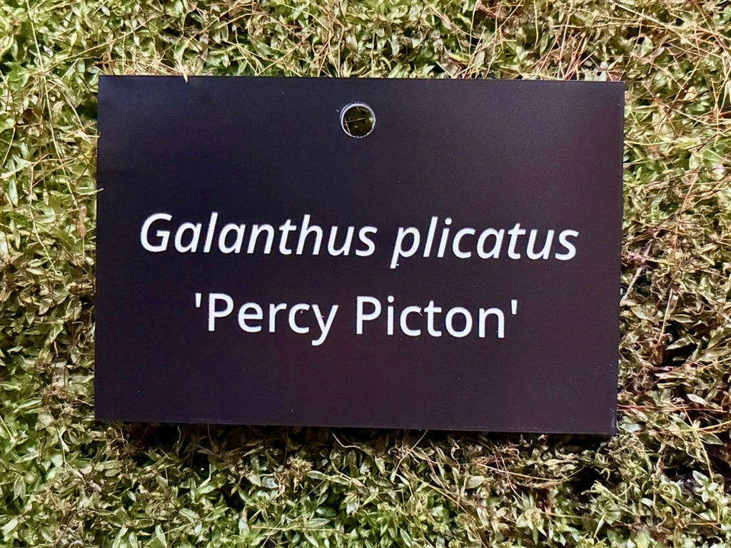 Galanthus plicatus 'Percy Picton' - Plant label