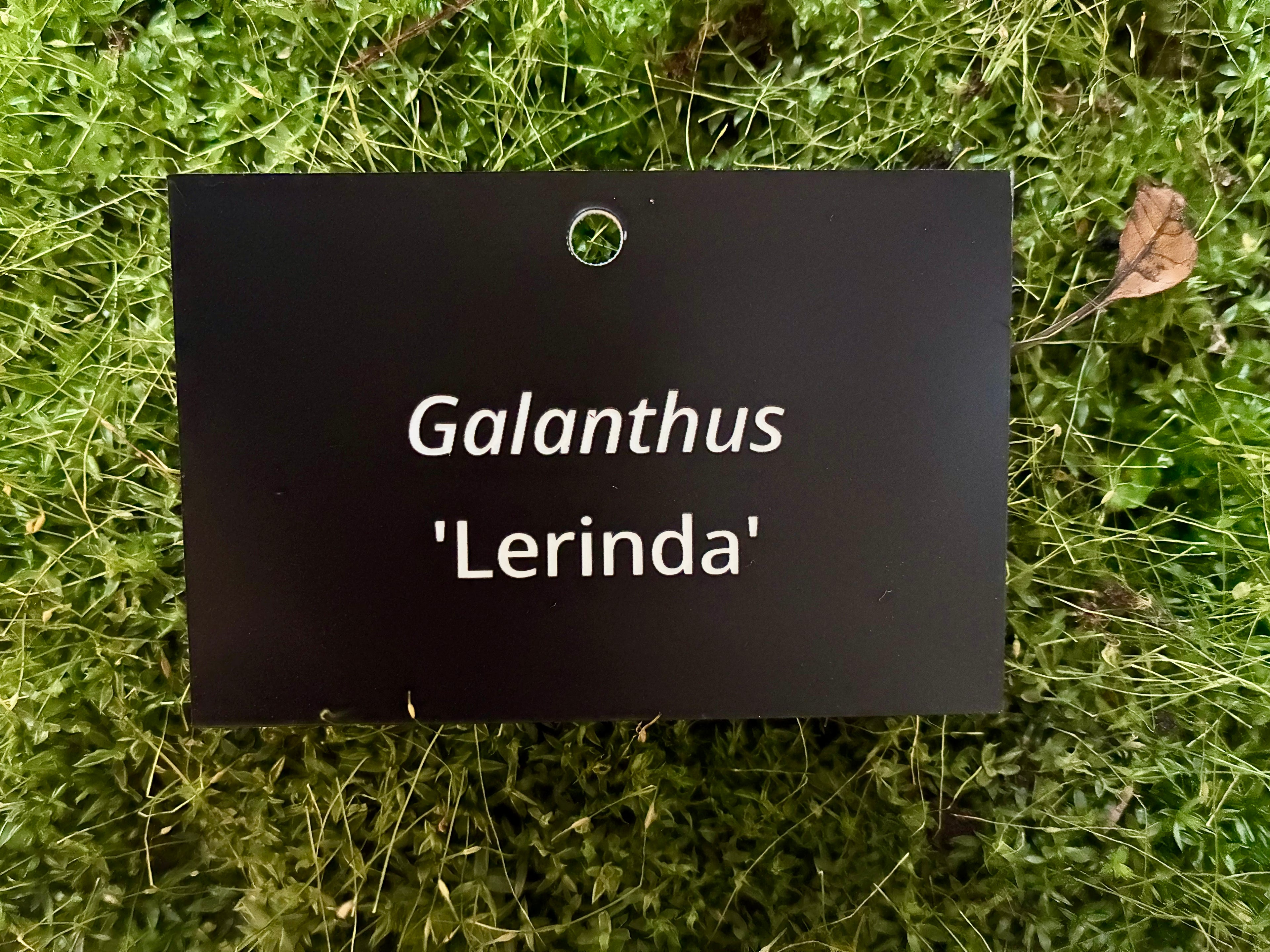 Galanthus 'Lerinda' - Plant label