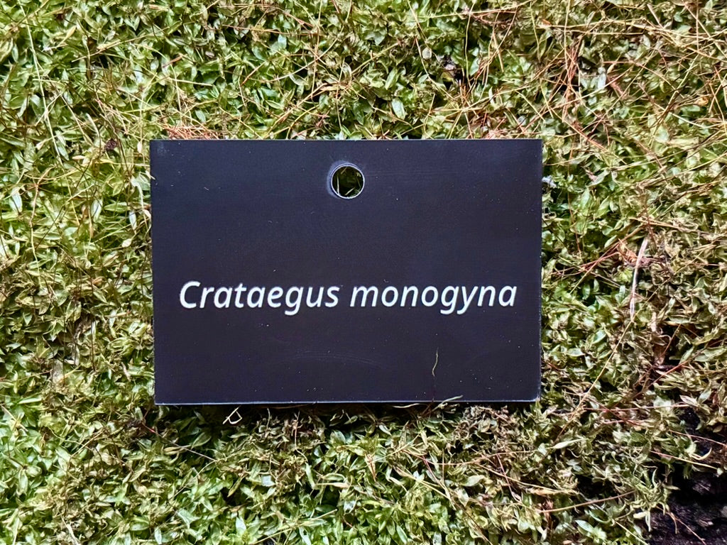 Crataegus monogyna - Plant label