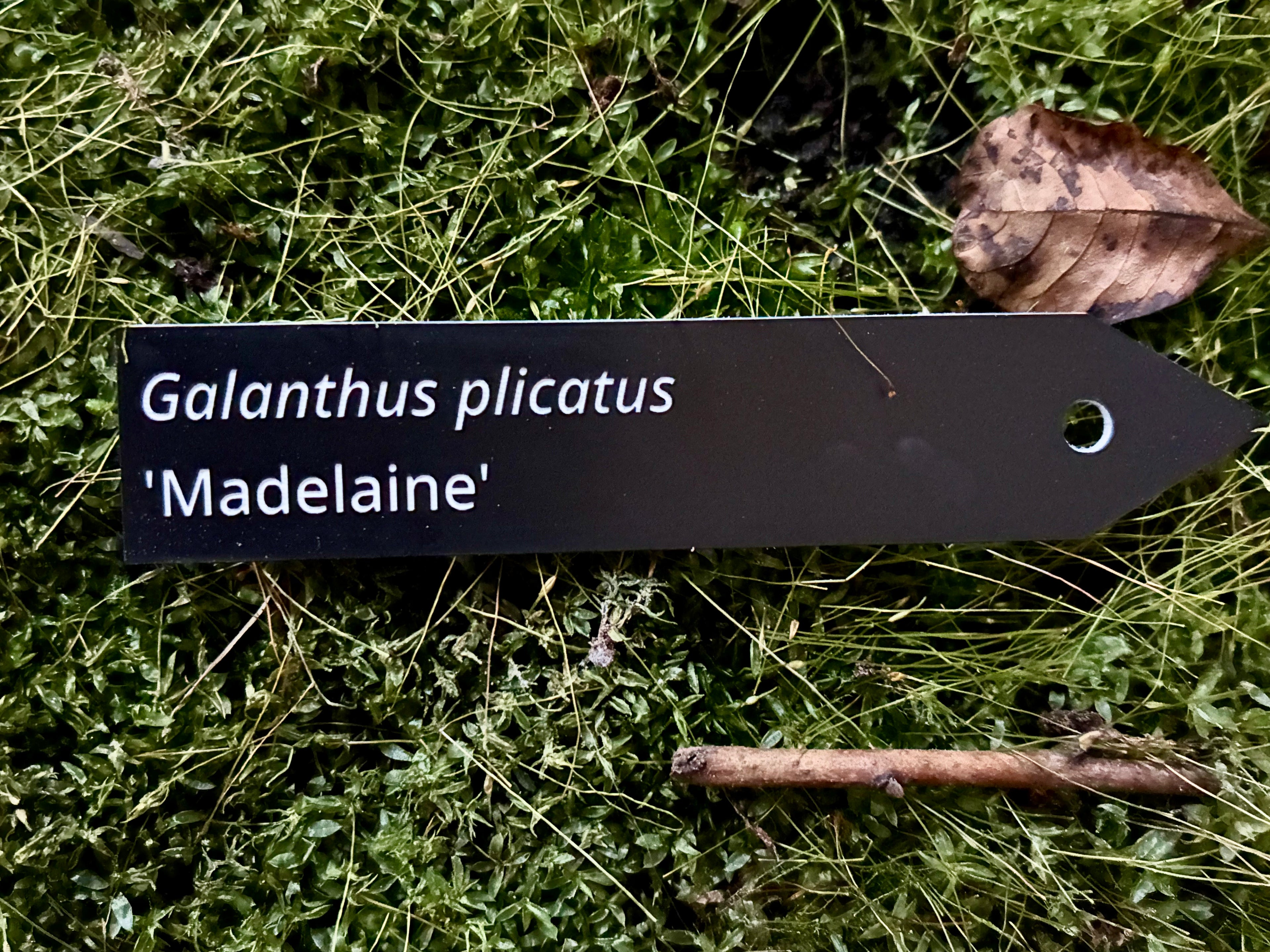 Galanthus plicatus 'Madelaine' - Plant label