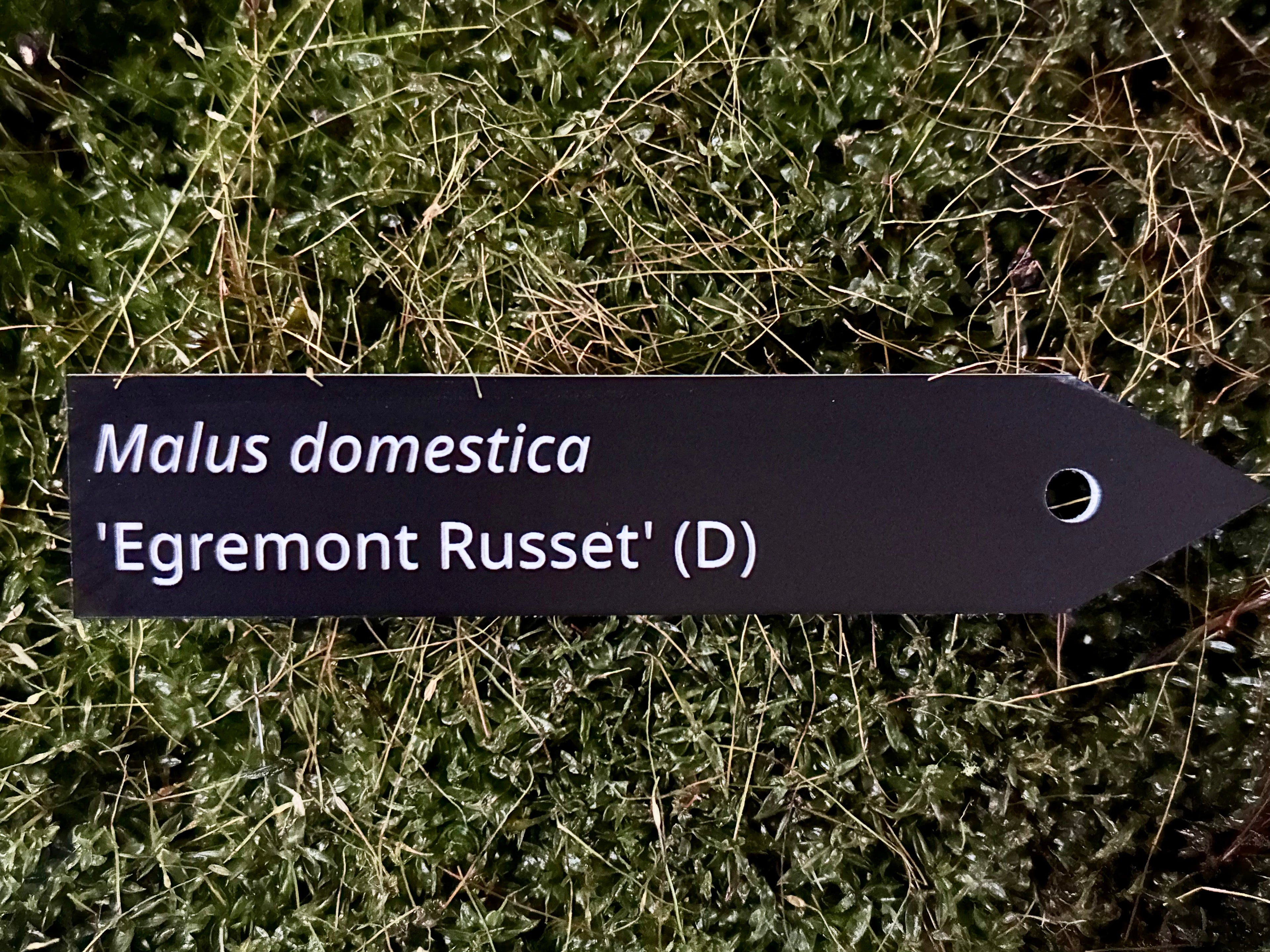 Malus domestica 'Egremont Russet' (D) - Plant label