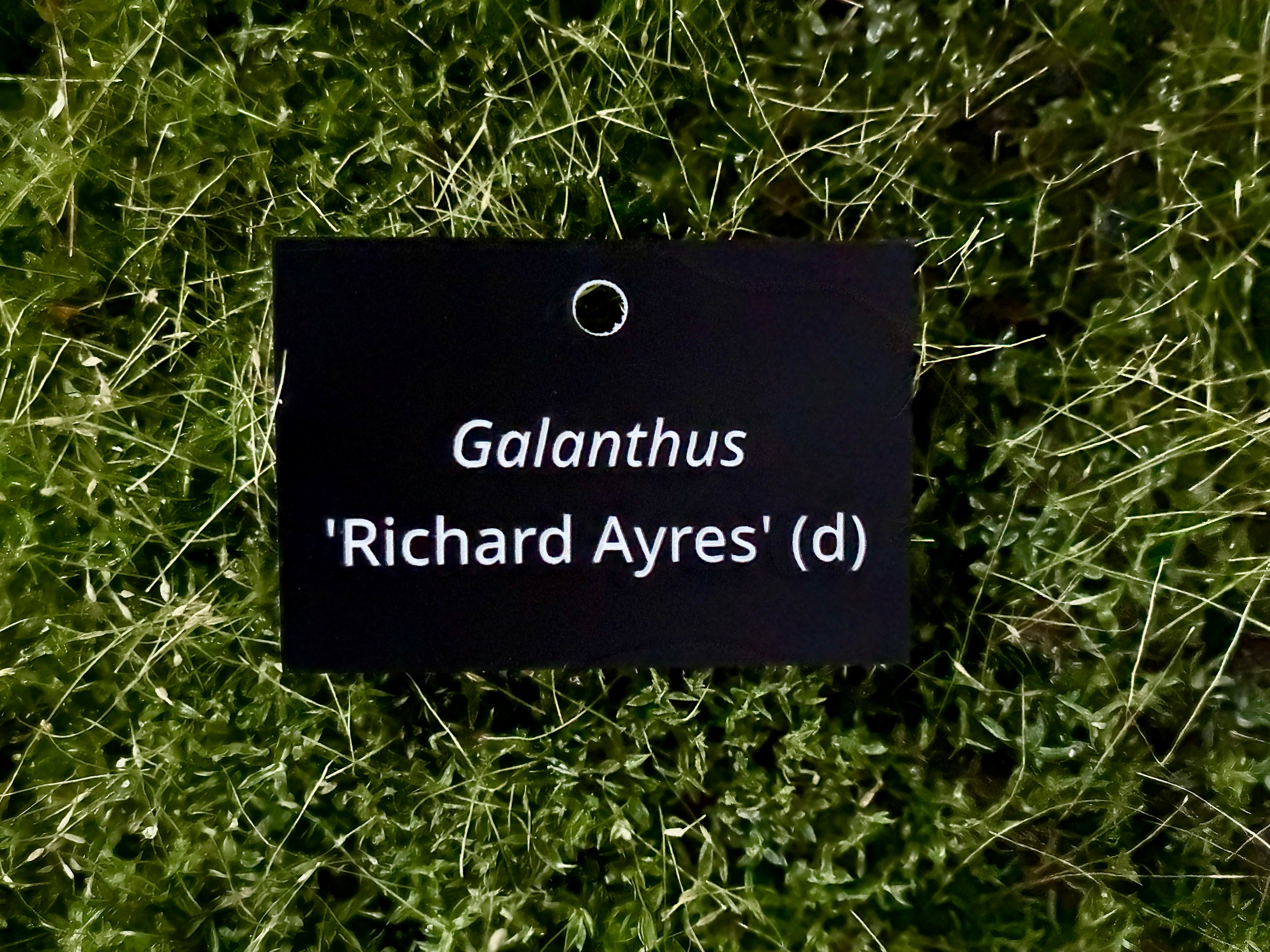 Galanthus 'Richard Ayres' (d) - Plant label