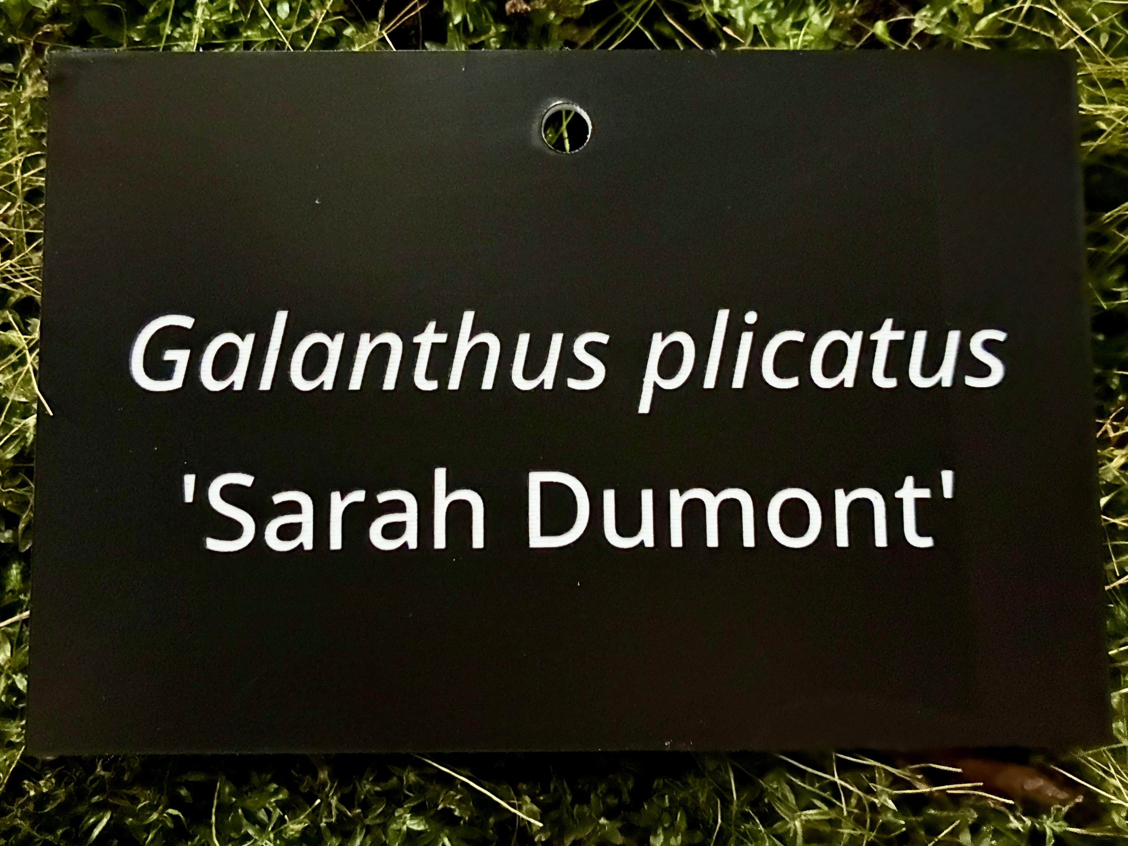 Galanthus plicatus 'Sarah Dumont' - Plant label