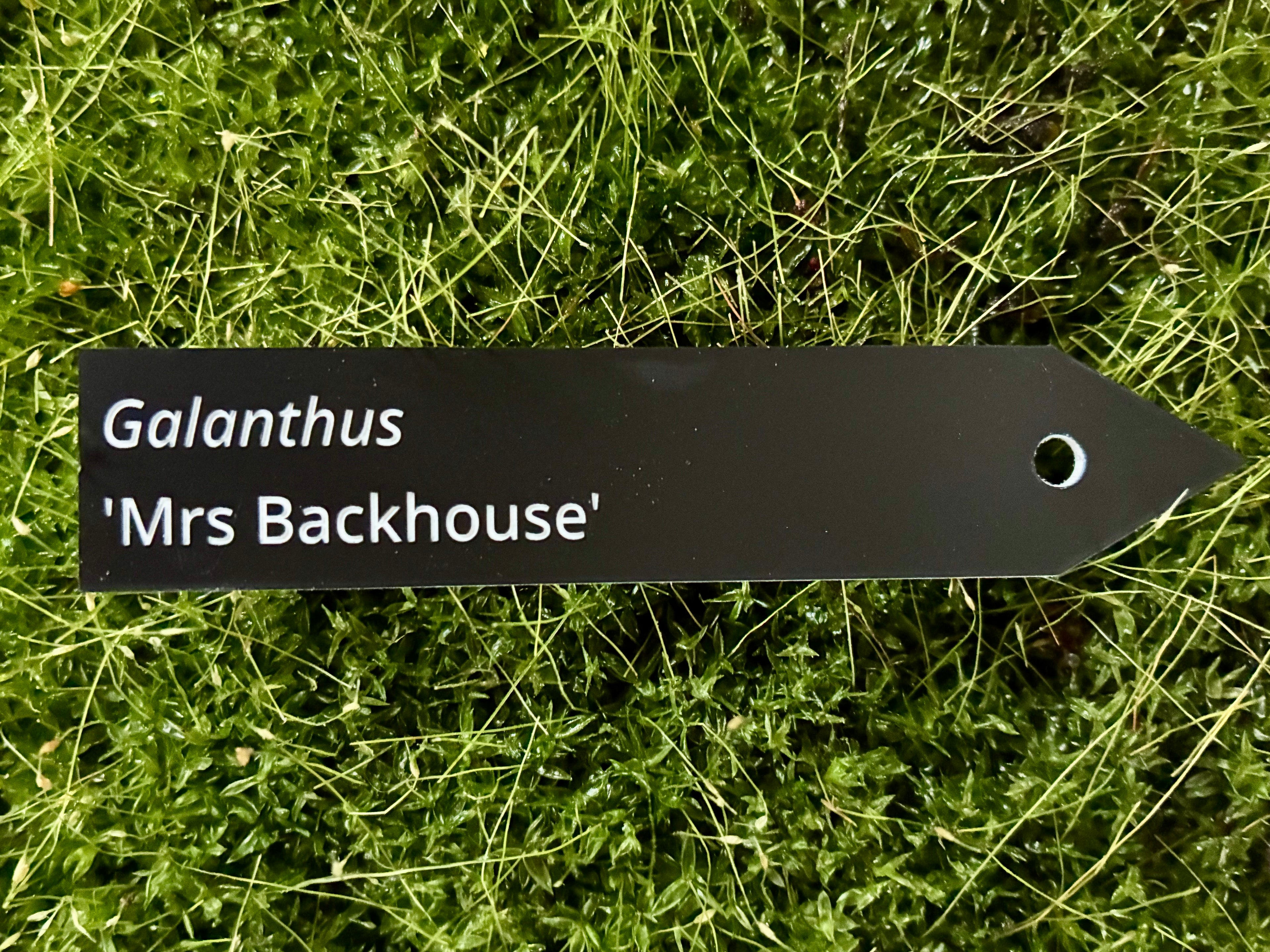 Galanthus 'Mrs Backhouse' - Plant label