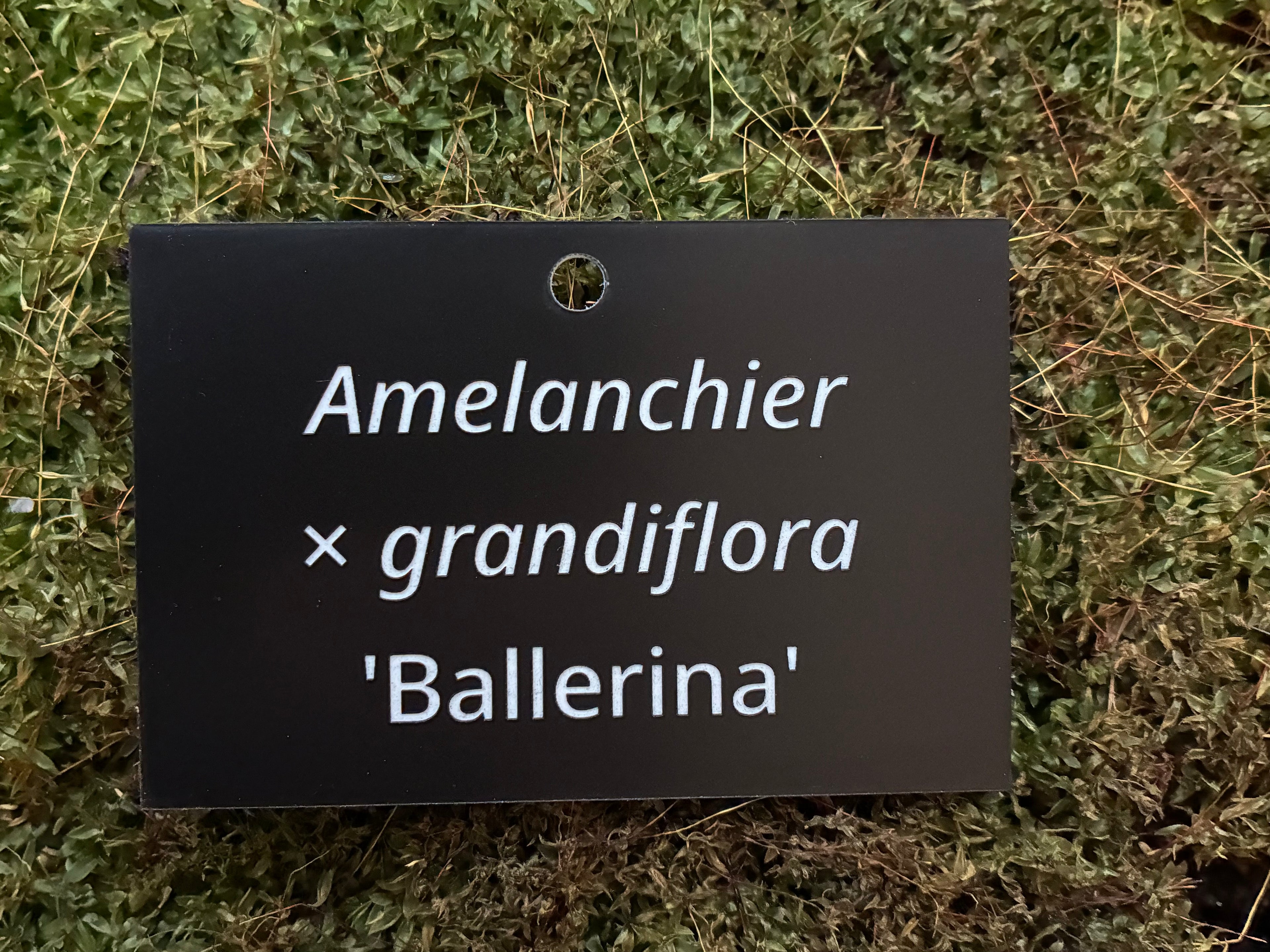 Amelanchier × grandiflora 'Ballerina' - Plant label