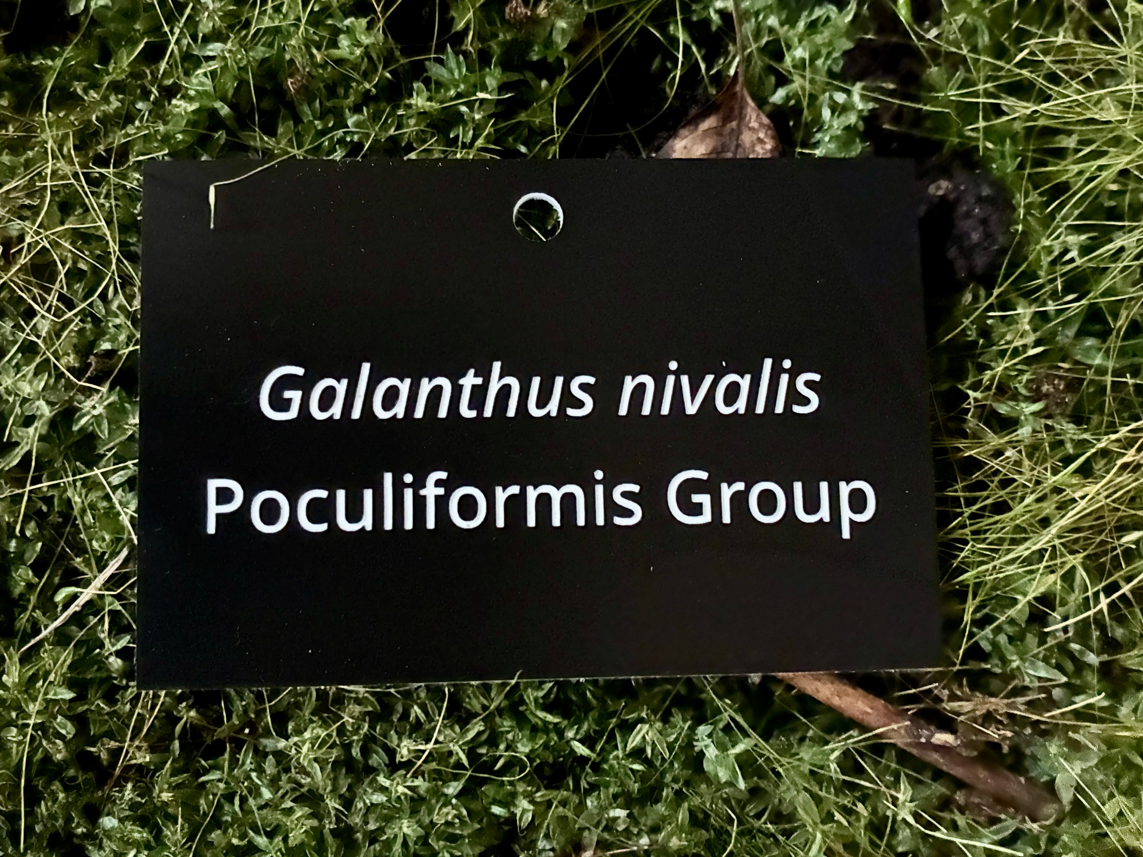 Galanthus nivalis Poculiformis Group - Plant label