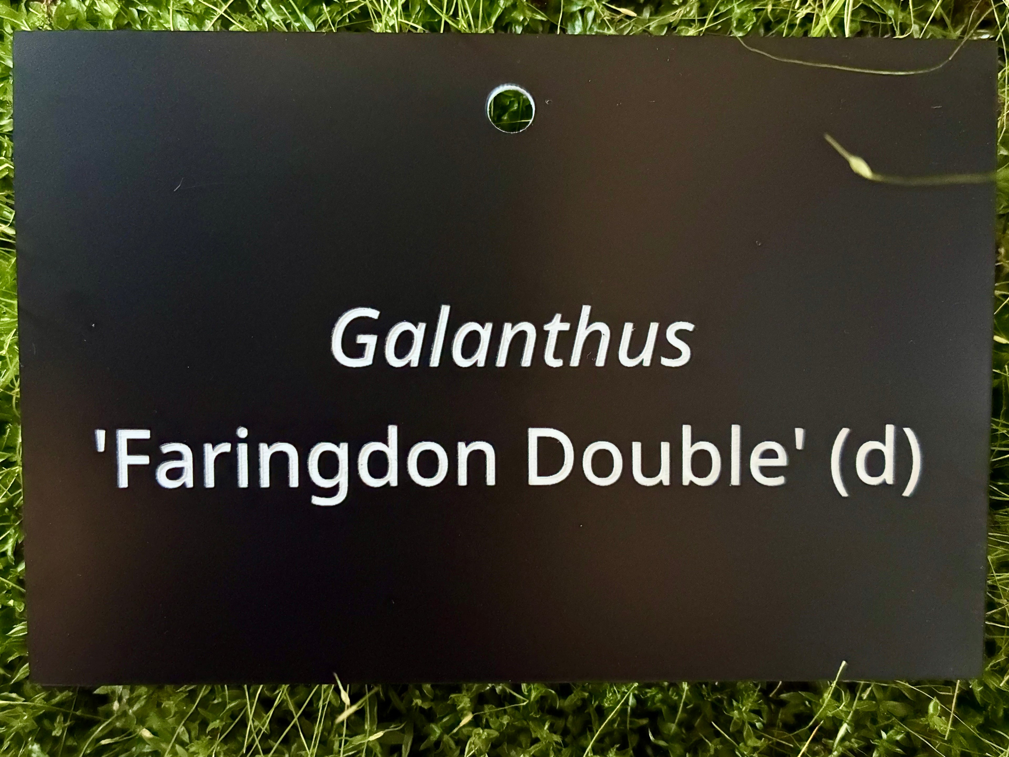 Galanthus 'Faringdon Double' (d) - Plant label