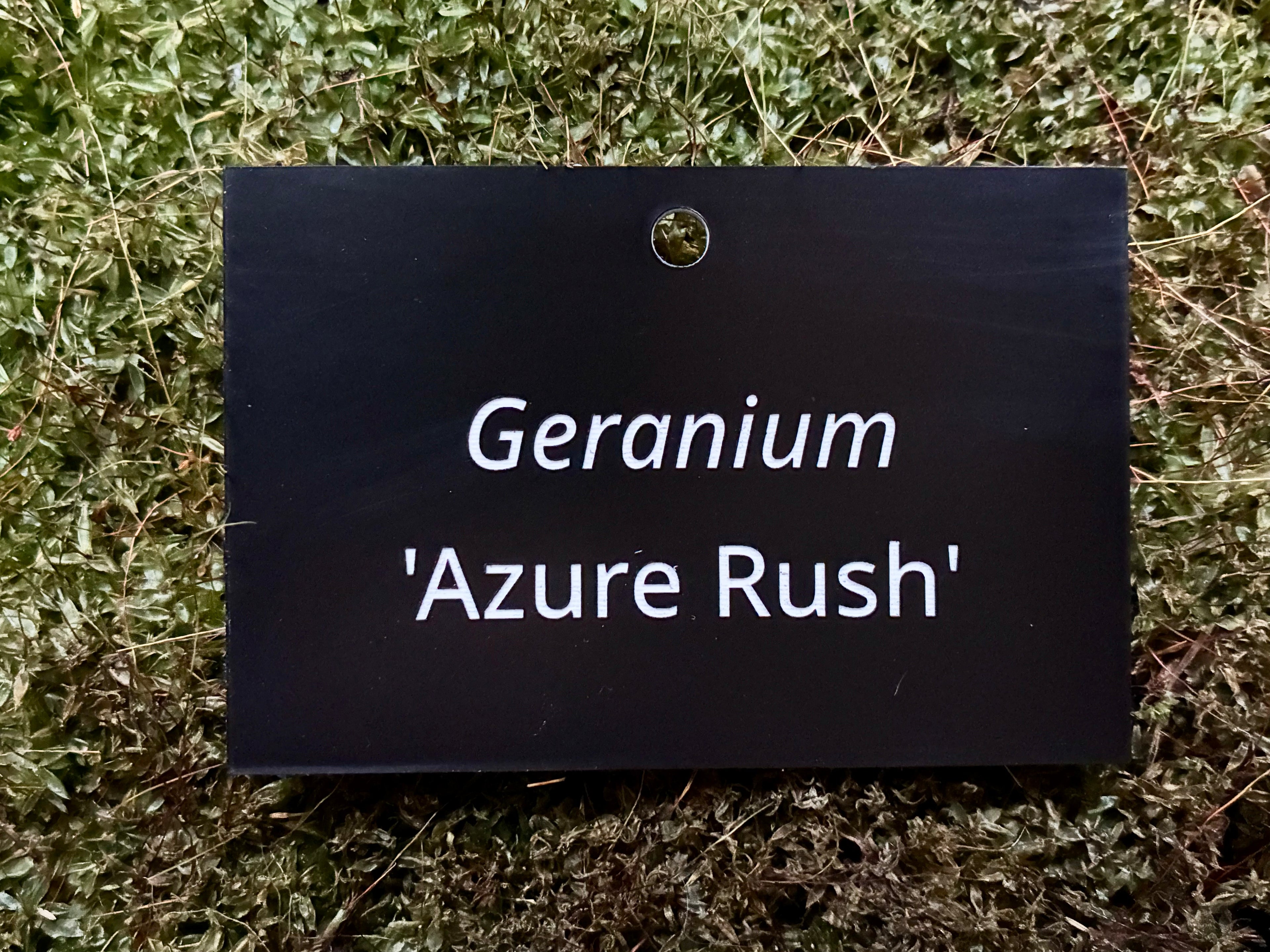 Geranium 'Azure Rush' - Plant label