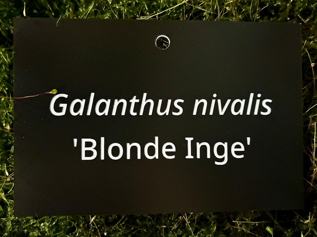 Galanthus nivalis 'Blonde Inge' - Plant label