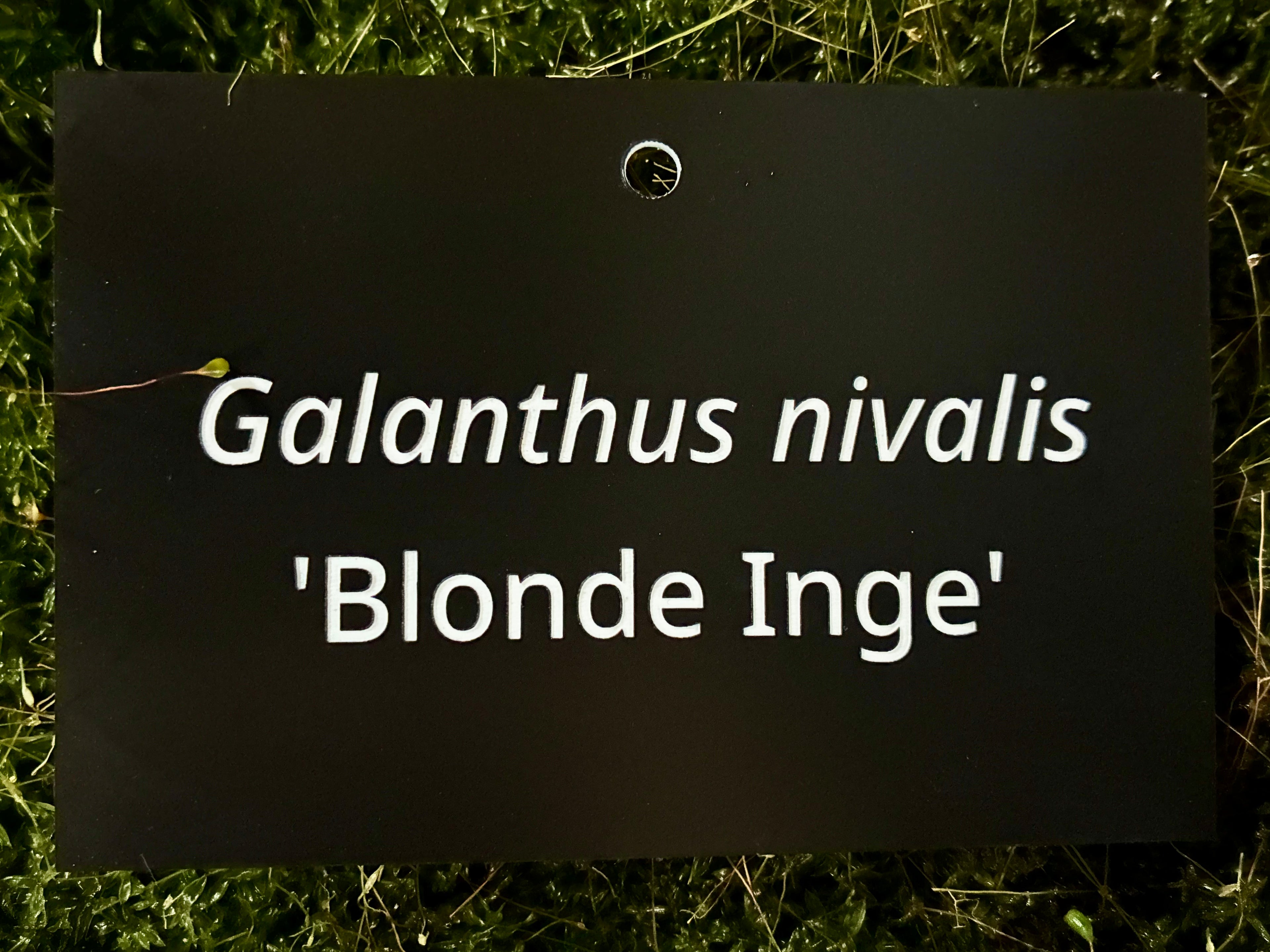Galanthus nivalis 'Blonde Inge' - Plant label