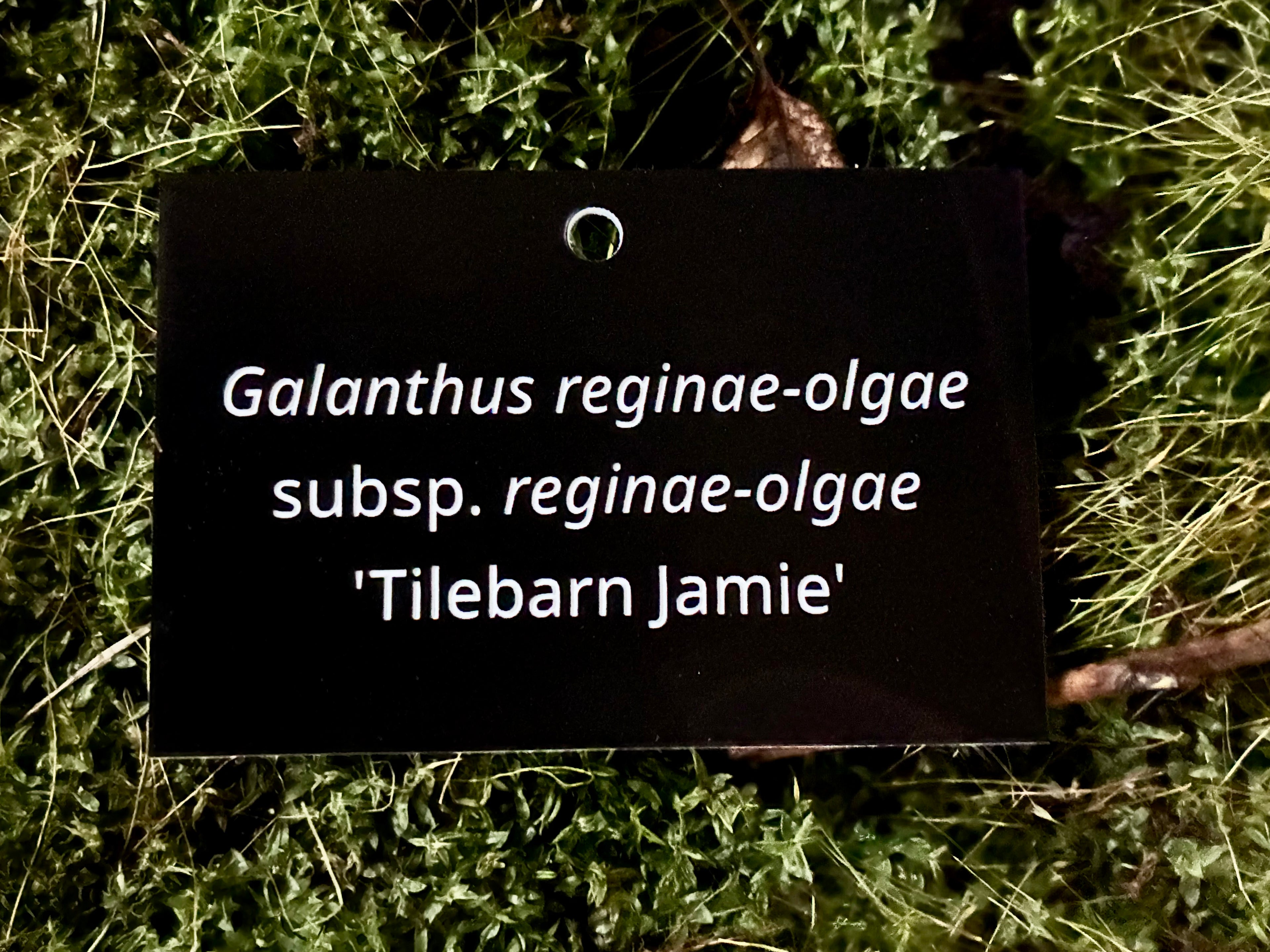 Galanthus reginae-olgae subsp. reginae-olgae 'Tilebarn Jamie' - Plant label