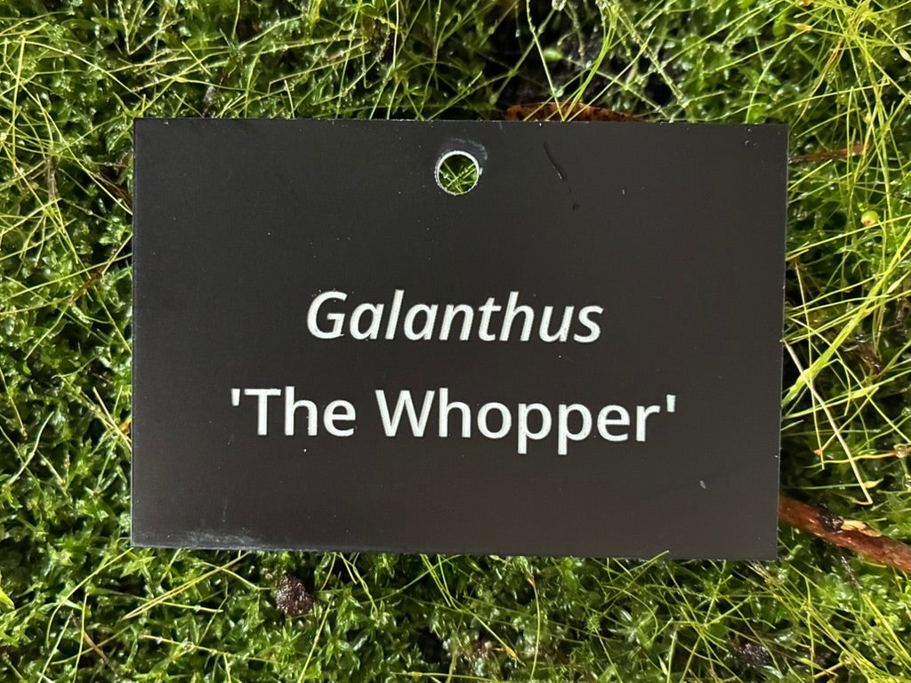 Galanthus 'The Whopper' - Plant label