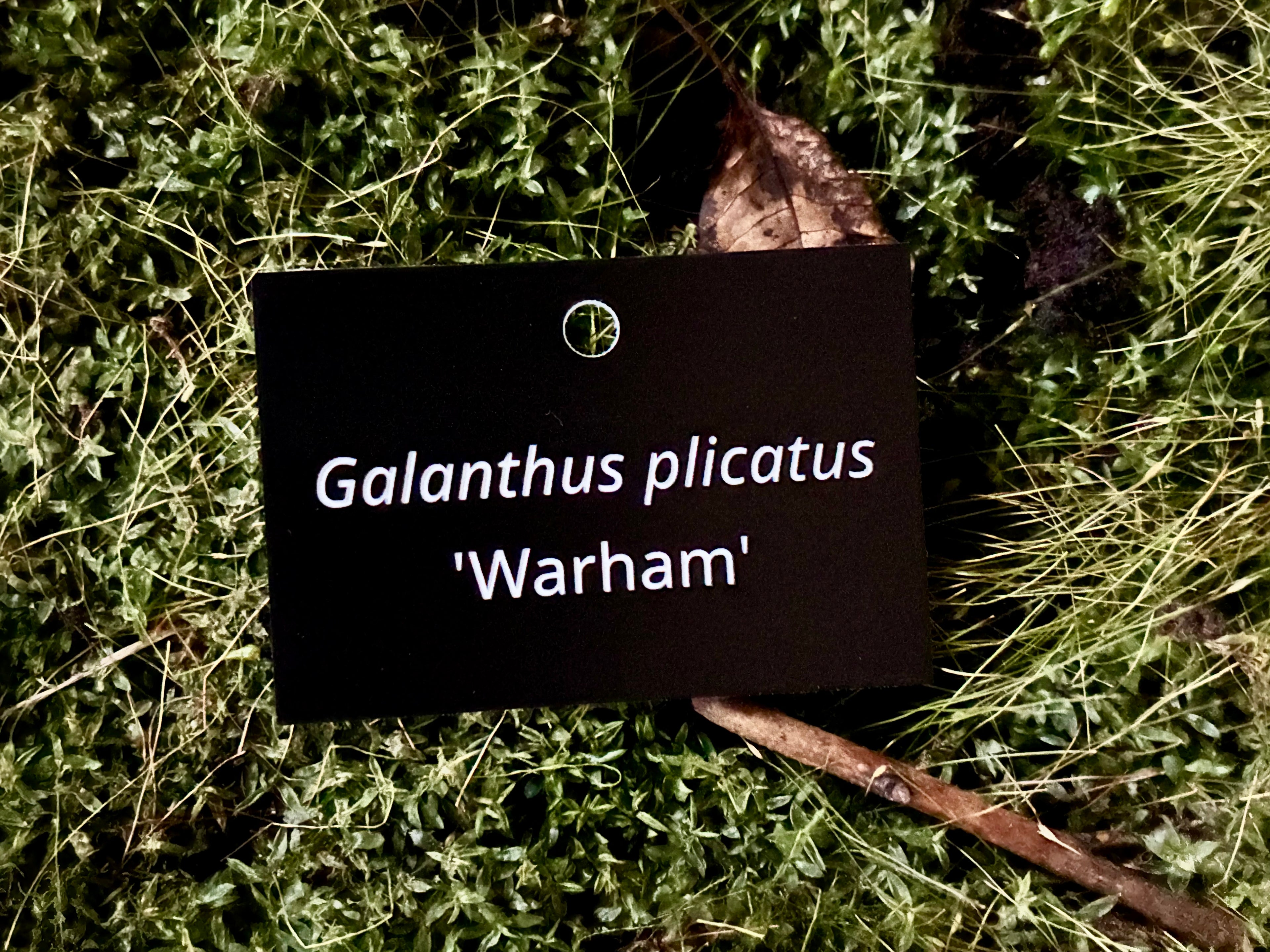 Galanthus plicatus 'Warham' - Plant label