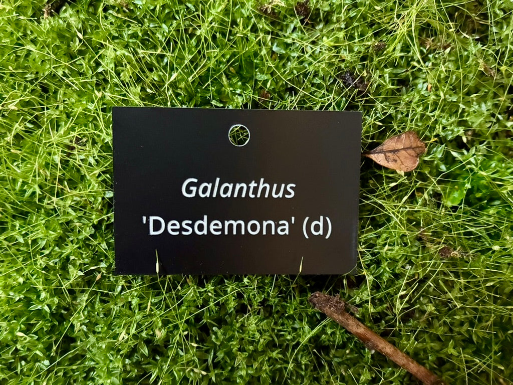 Galanthus 'Desdemona' (d) - Plant label