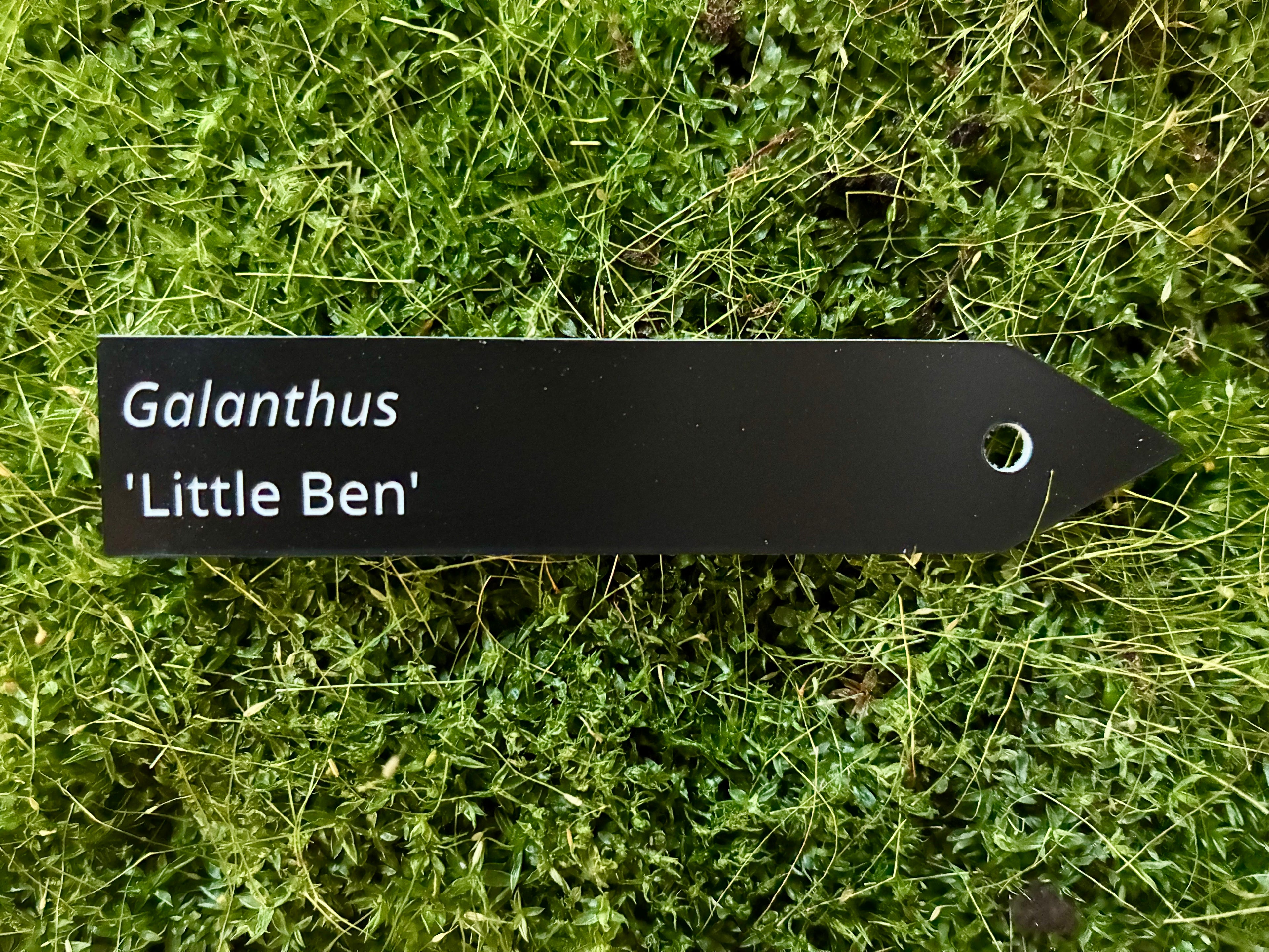 Galanthus 'Little Ben' - Plant label