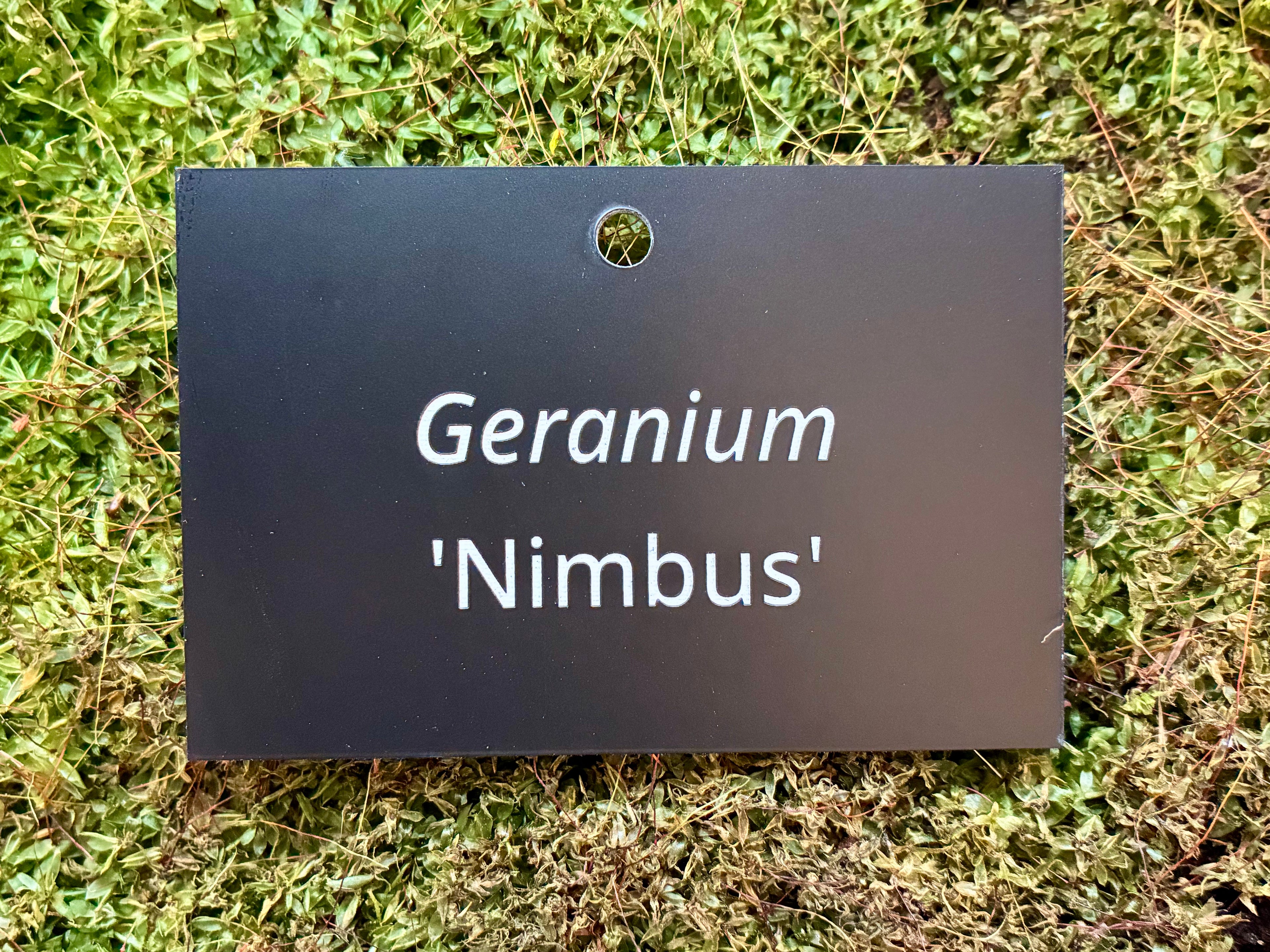Geranium 'Nimbus' - Plant label