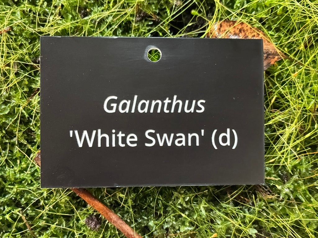 Galanthus 'White Swan' (d) - Plant label