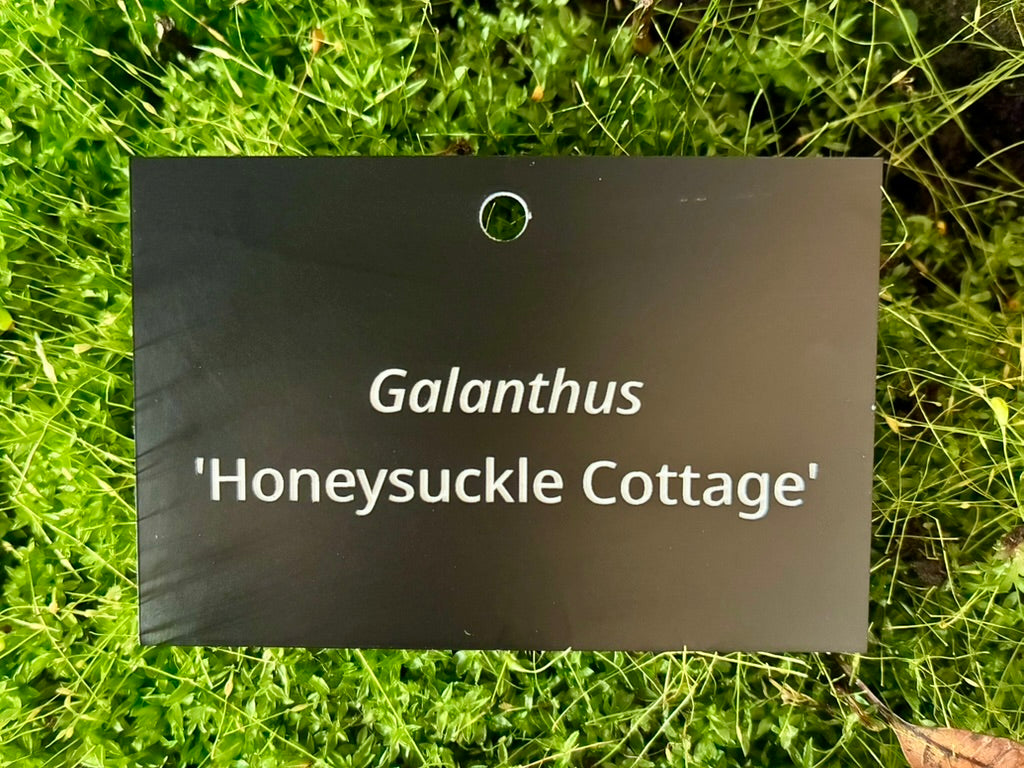 Galanthus 'Honeysuckle Cottage' - Plant label