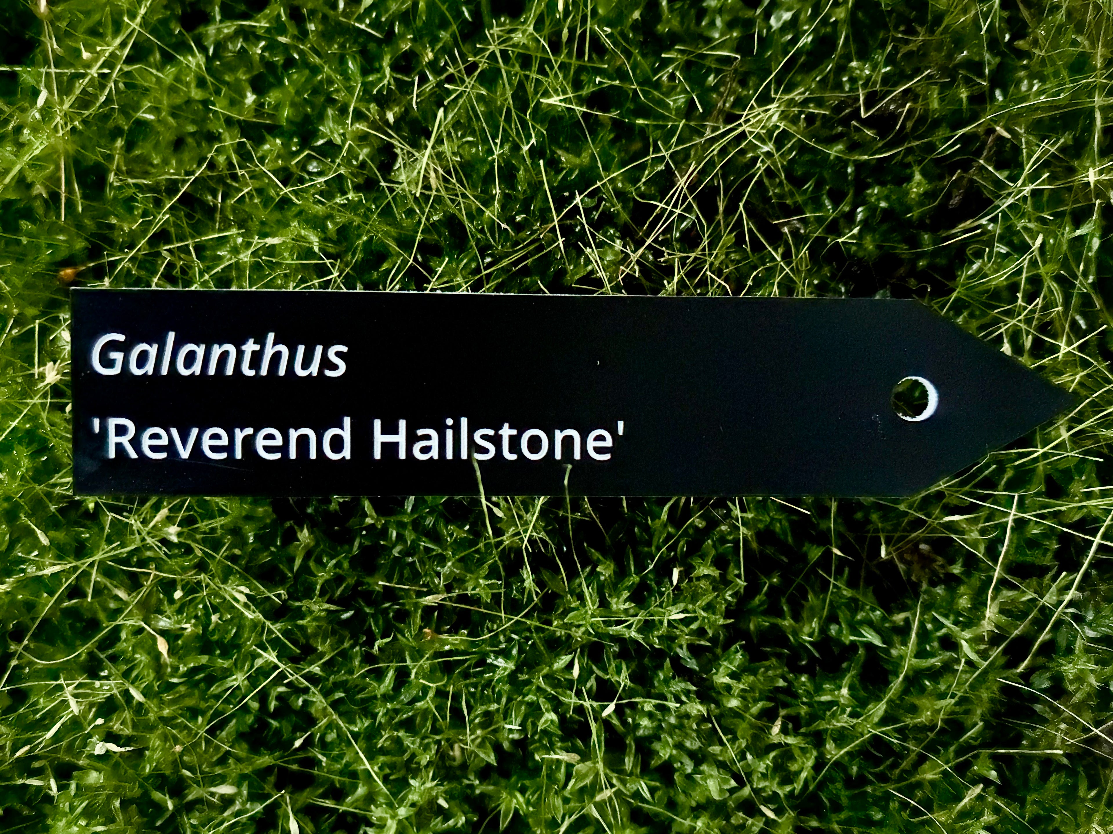 Galanthus 'Reverend Hailstone' - Plant label