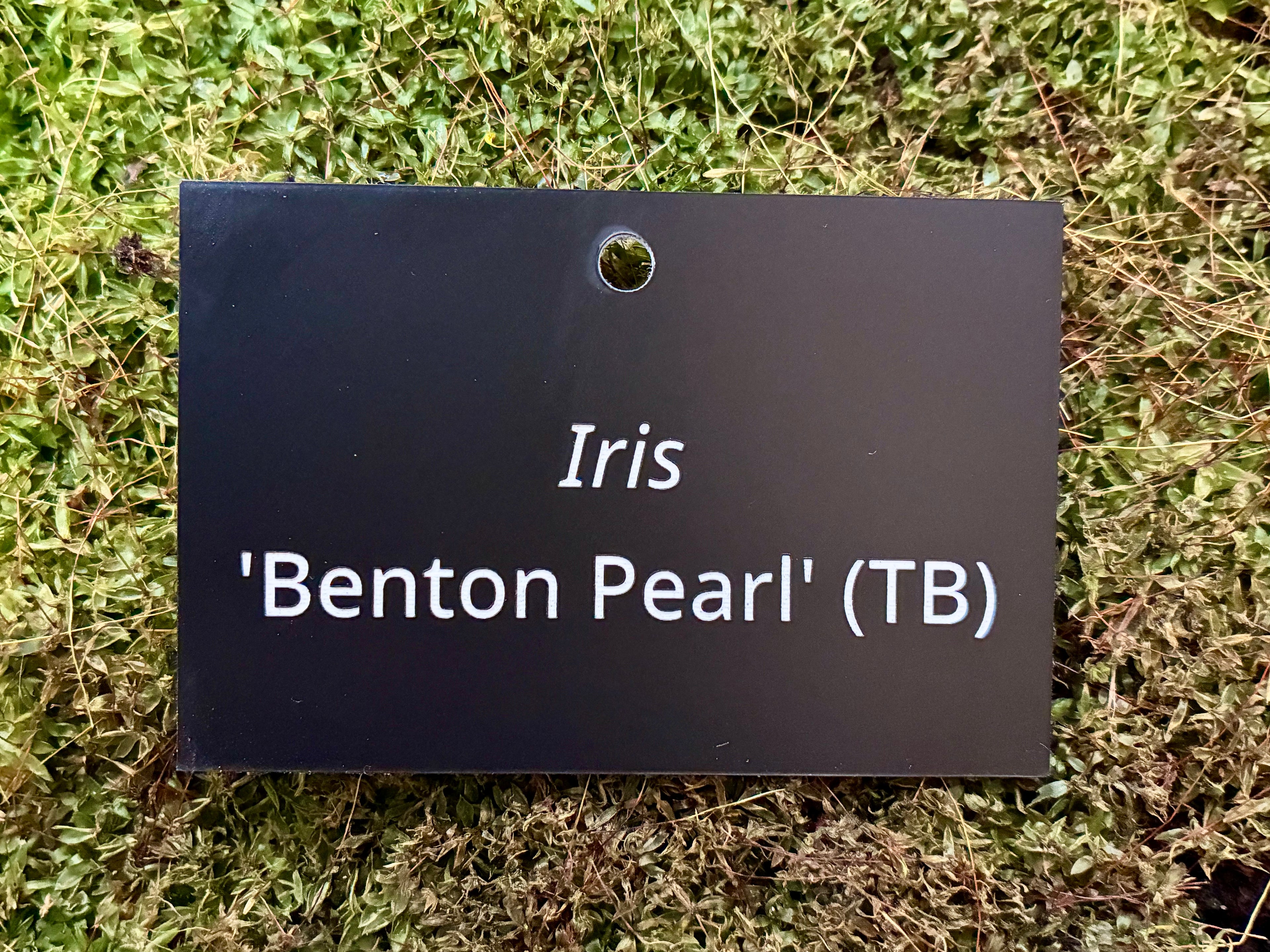 Iris 'Benton Pearl' (TB) - Plant label