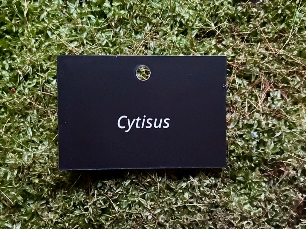 Cytisus - Plant label