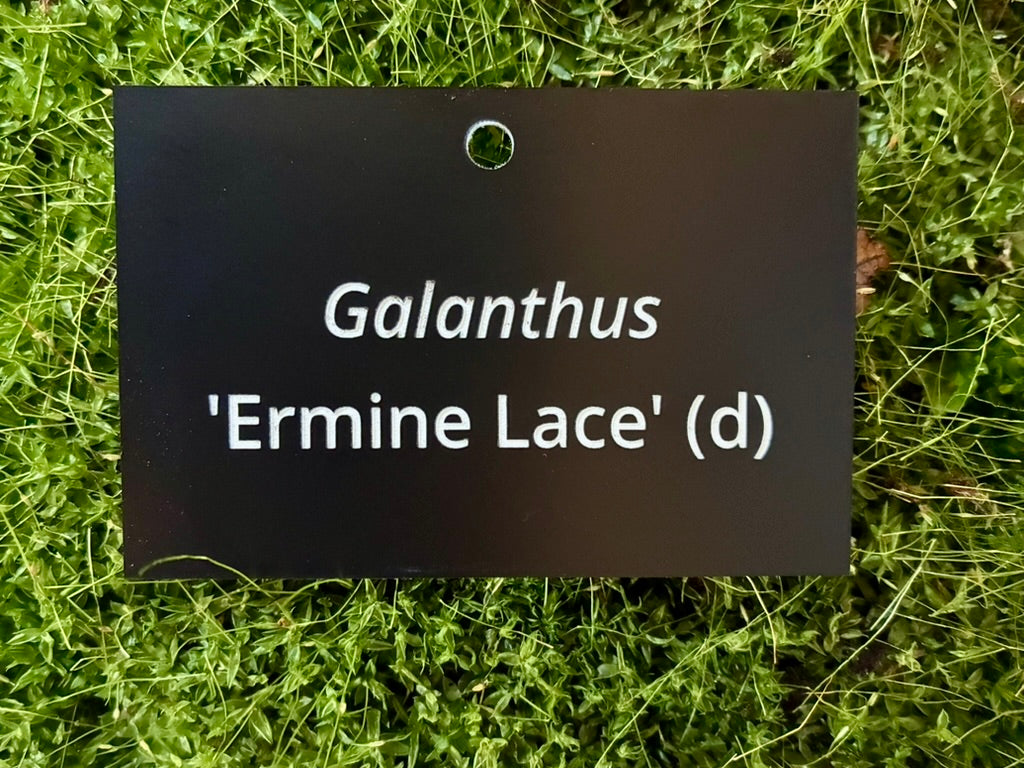 Galanthus 'Ermine Lace' (d) - Plant label