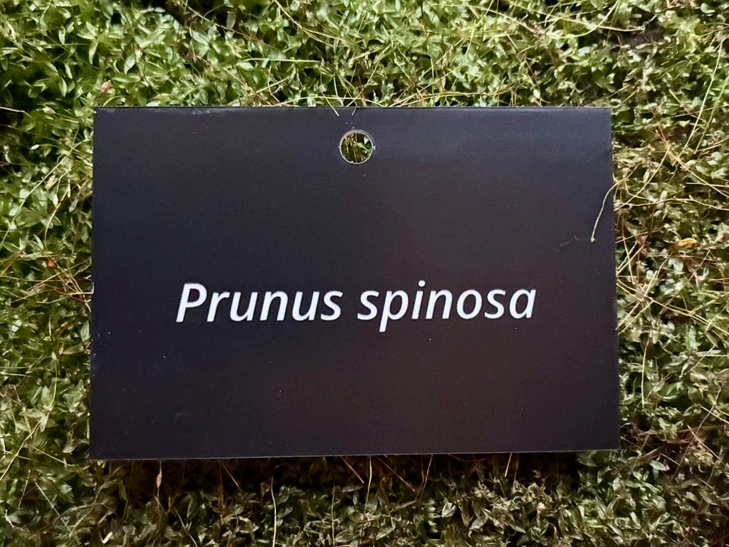 Prunus spinosa - Plant label