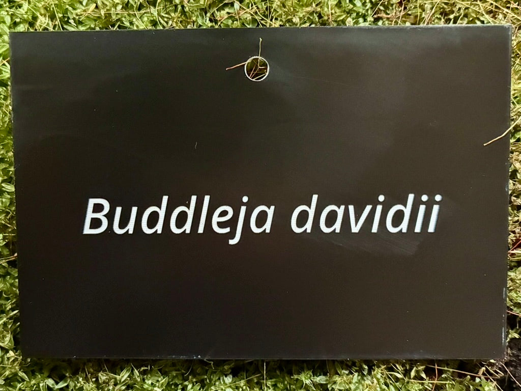 Buddleja davidii - Plant label