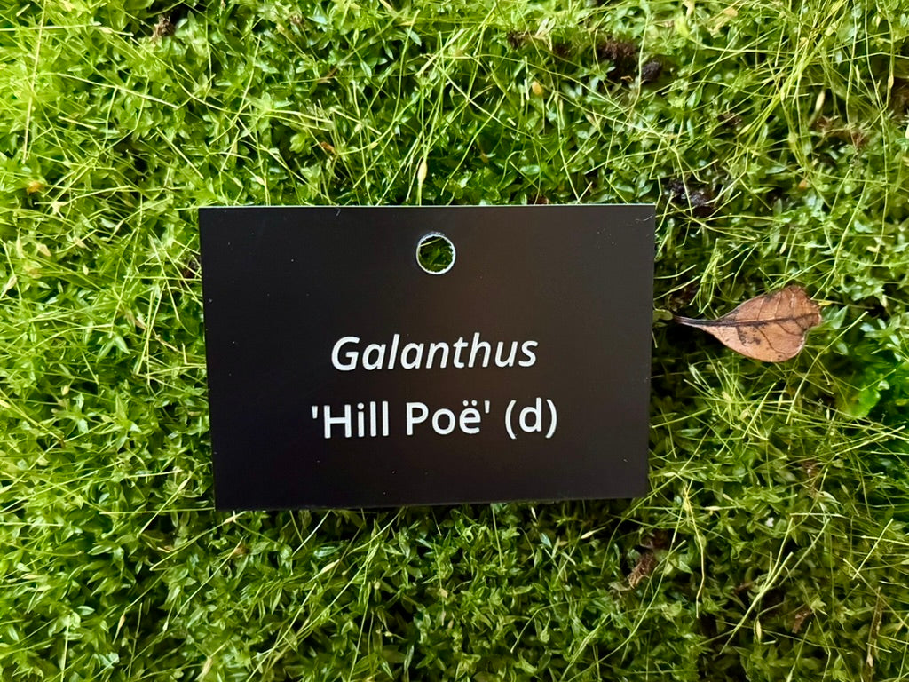 Galanthus 'Hill Poë' (d) - Plant label