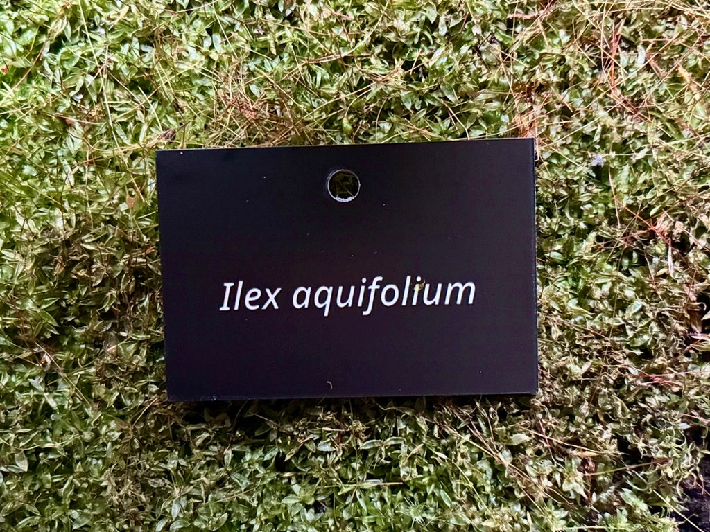 Ilex aquifolium - Plant label