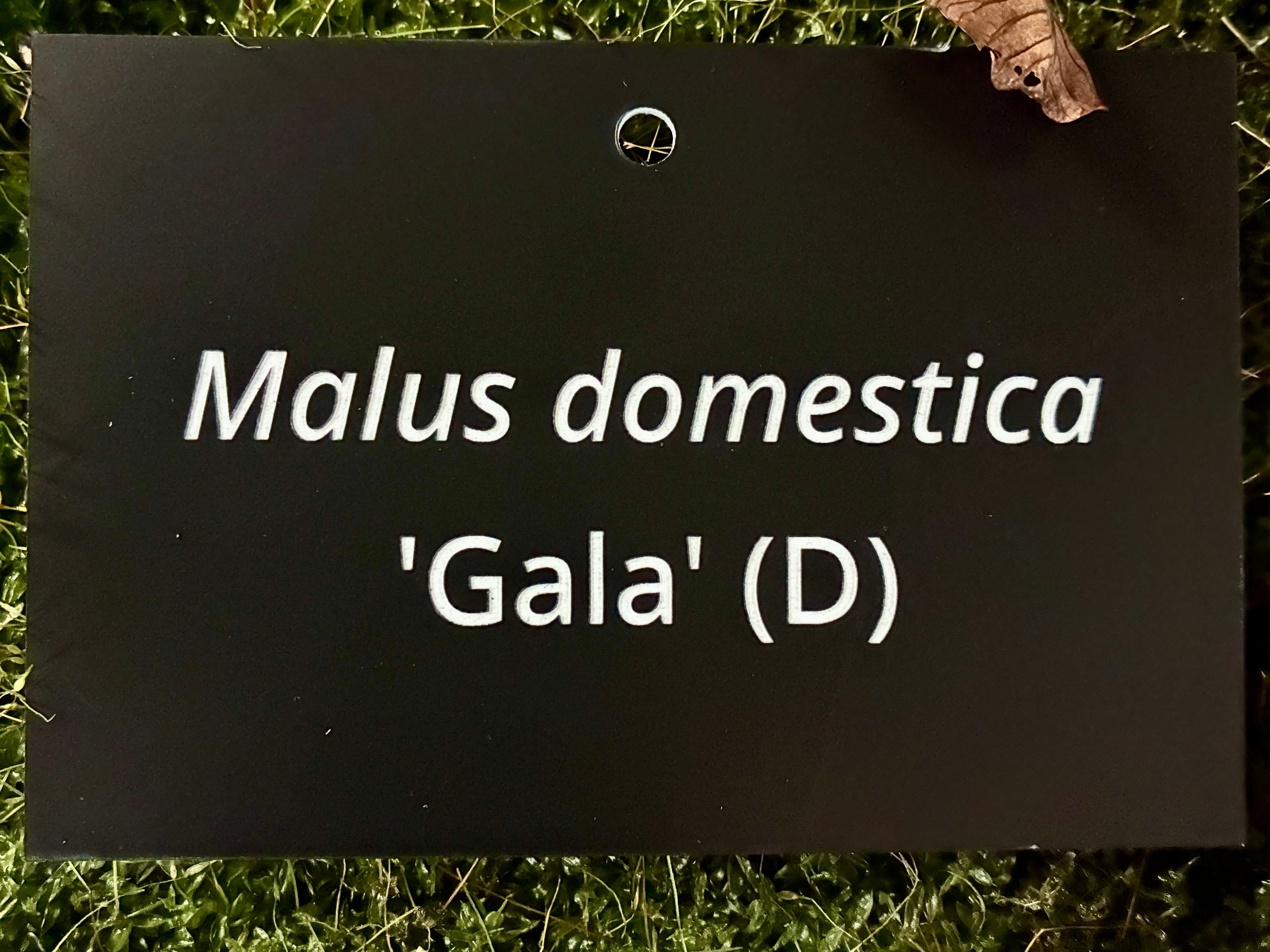 Malus domestica 'Gala' (D) - Plant label