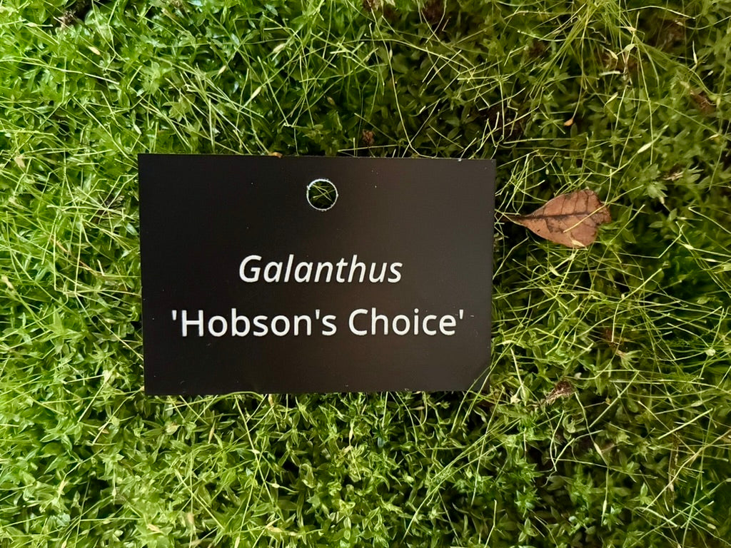 Galanthus 'Hobson's Choice' - Plant label