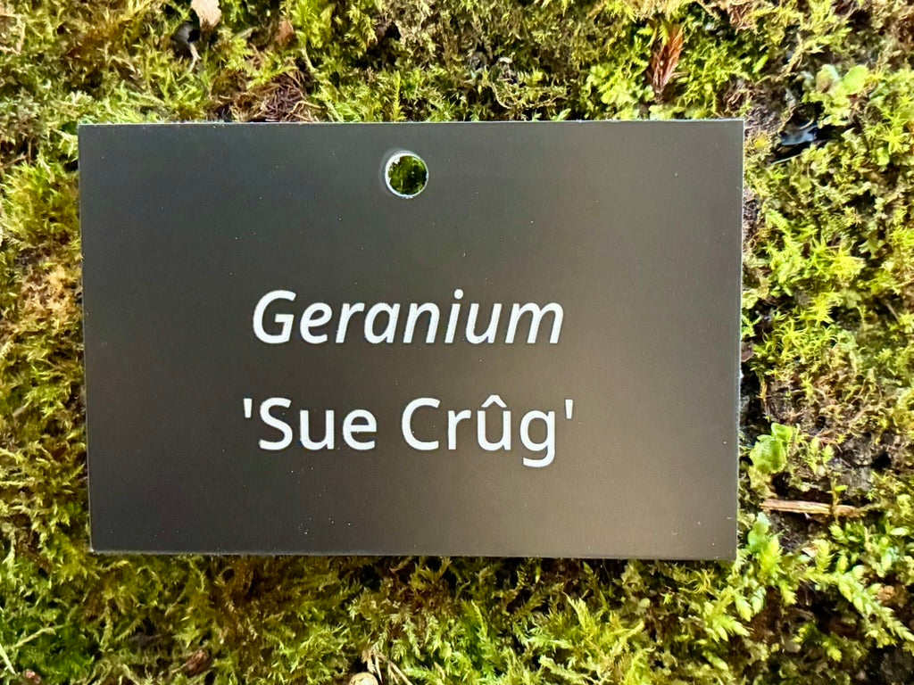 Geranium 'Sue Crûg' - Plant label