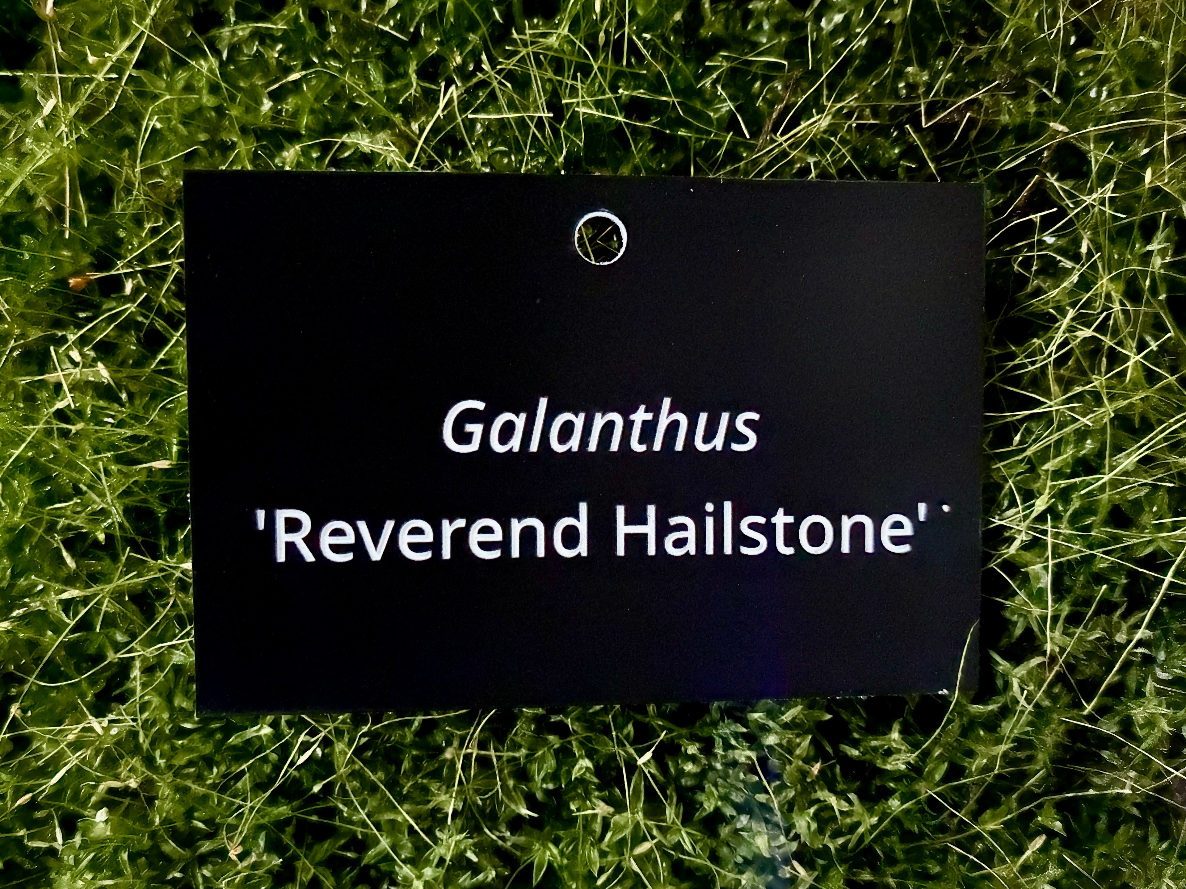 Galanthus 'Reverend Hailstone' - Plant label