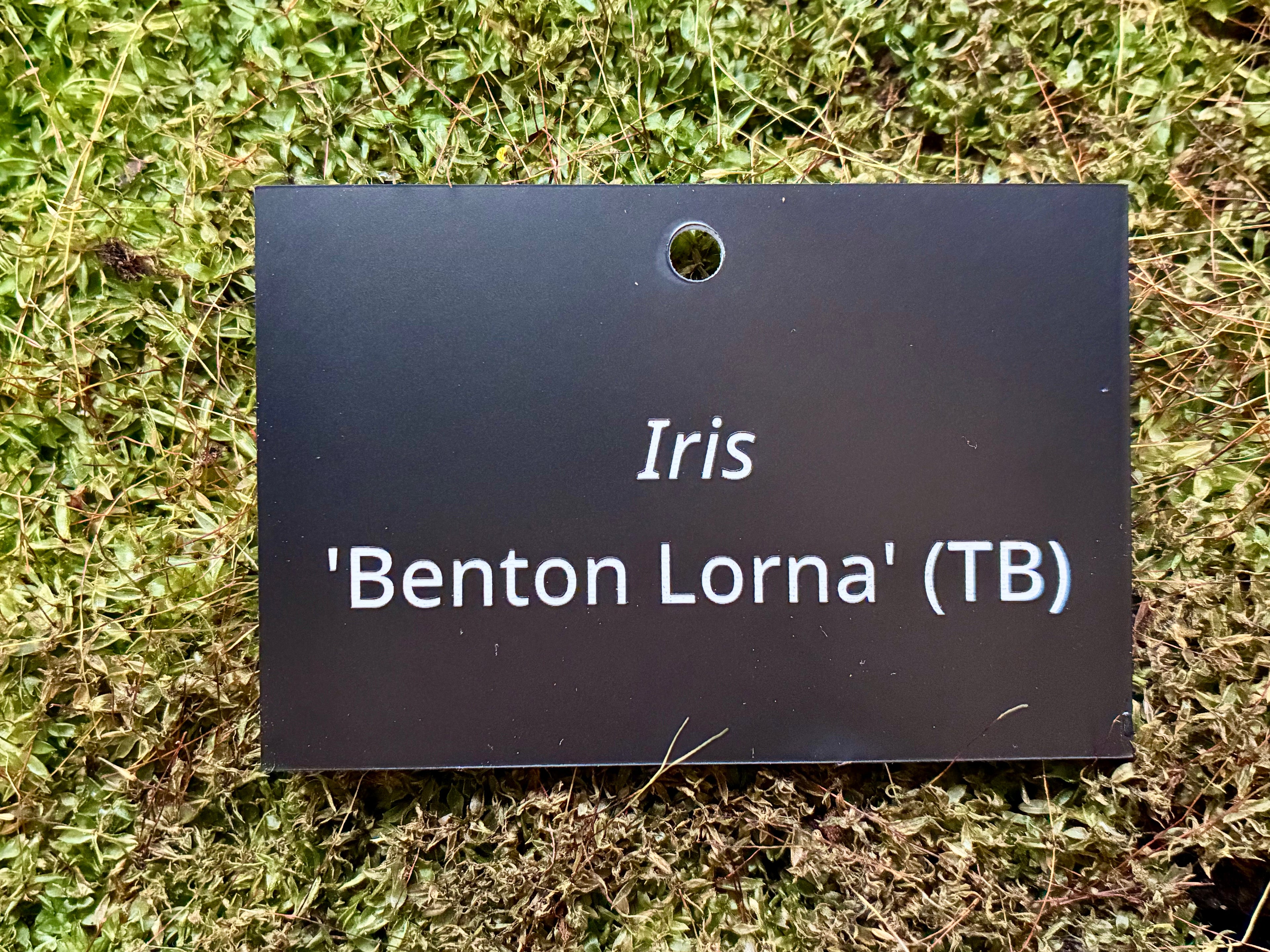 Iris 'Benton Lorna' (TB) - Plant label