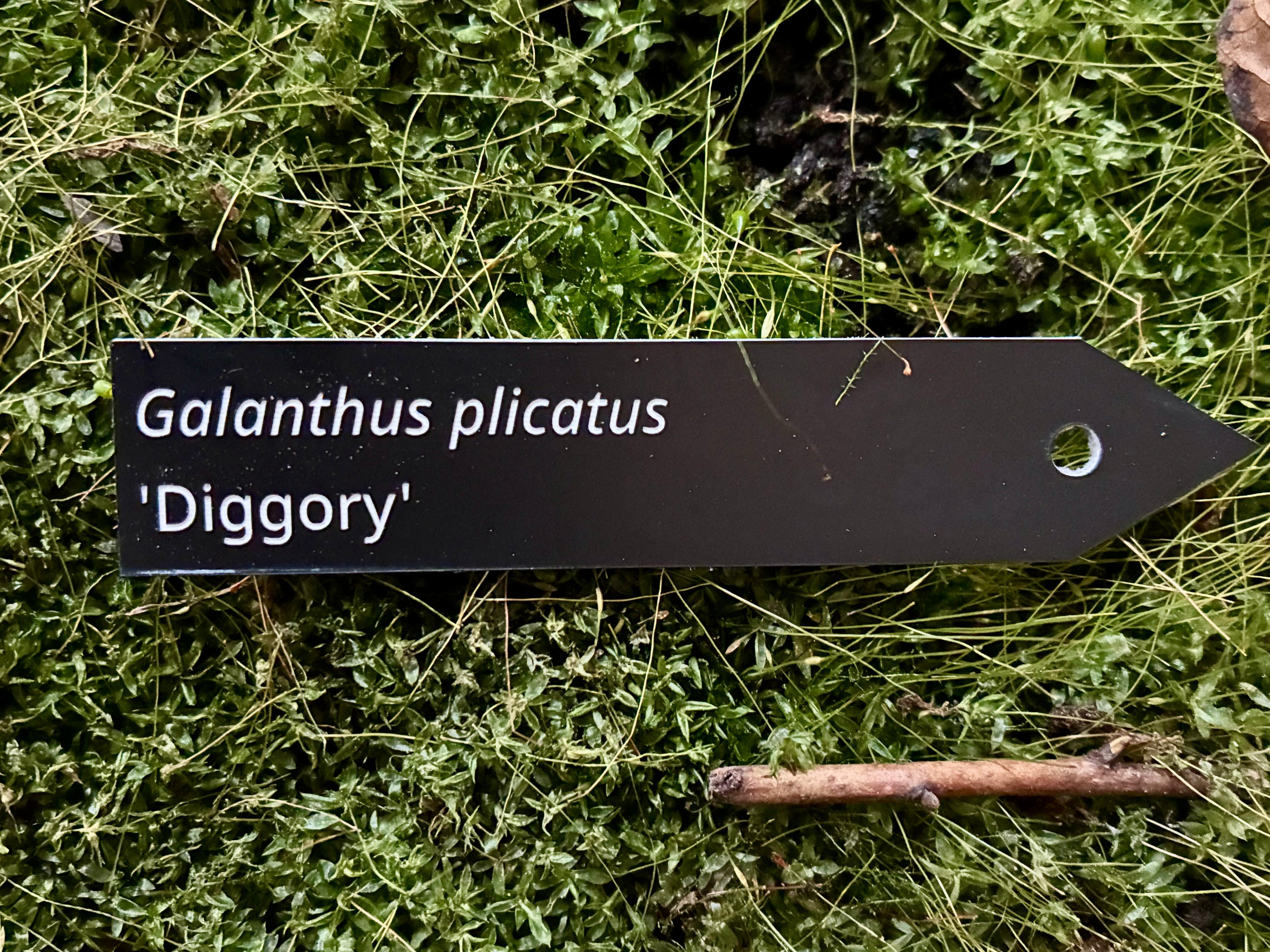 Galanthus plicatus 'Diggory' - Plant label
