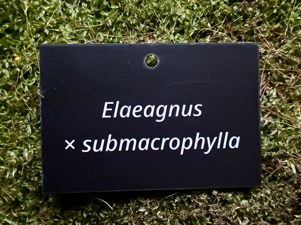 Elaeagnus × submacrophylla - Plant label