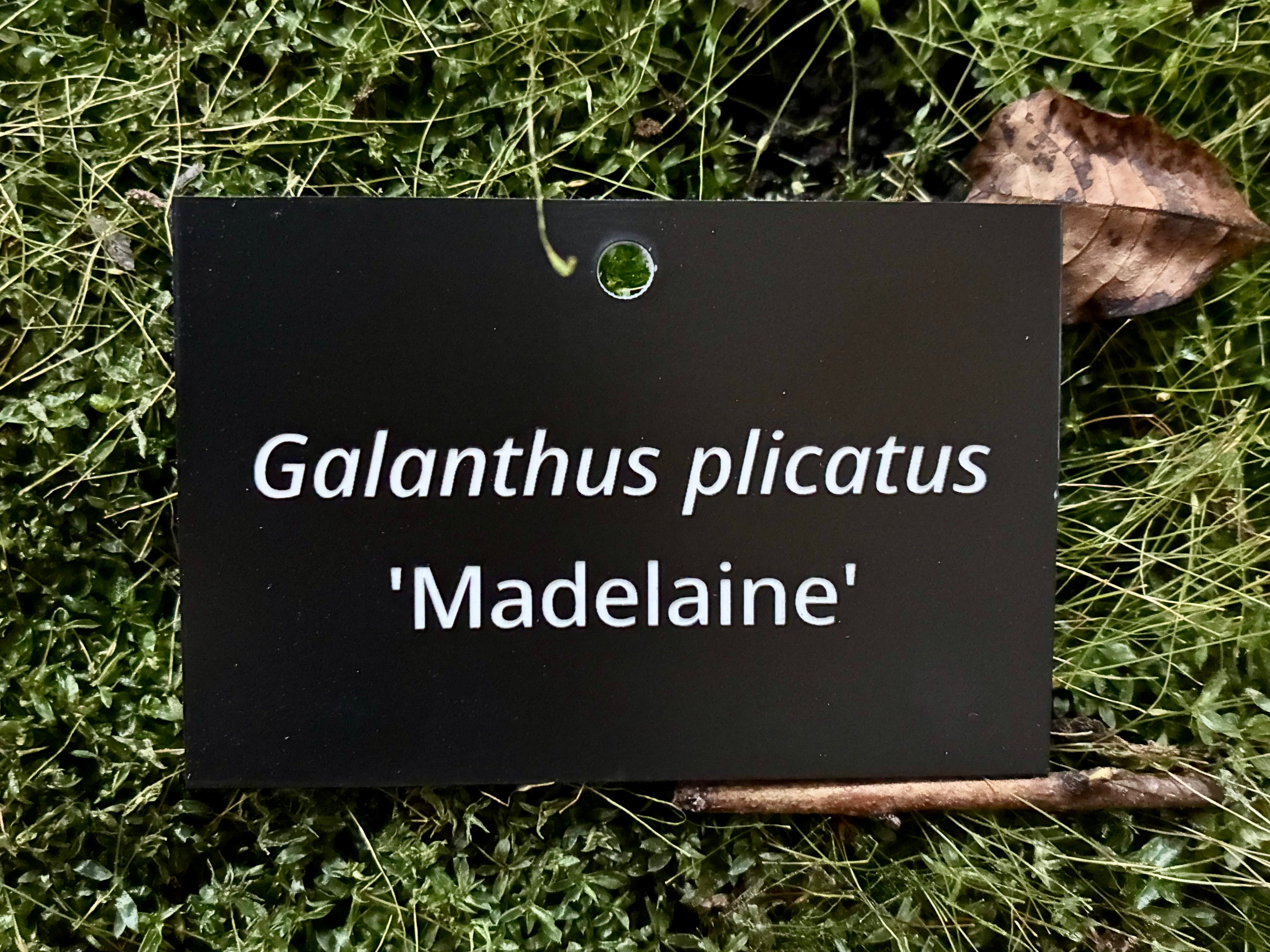 Galanthus plicatus 'Madelaine' - Plant label
