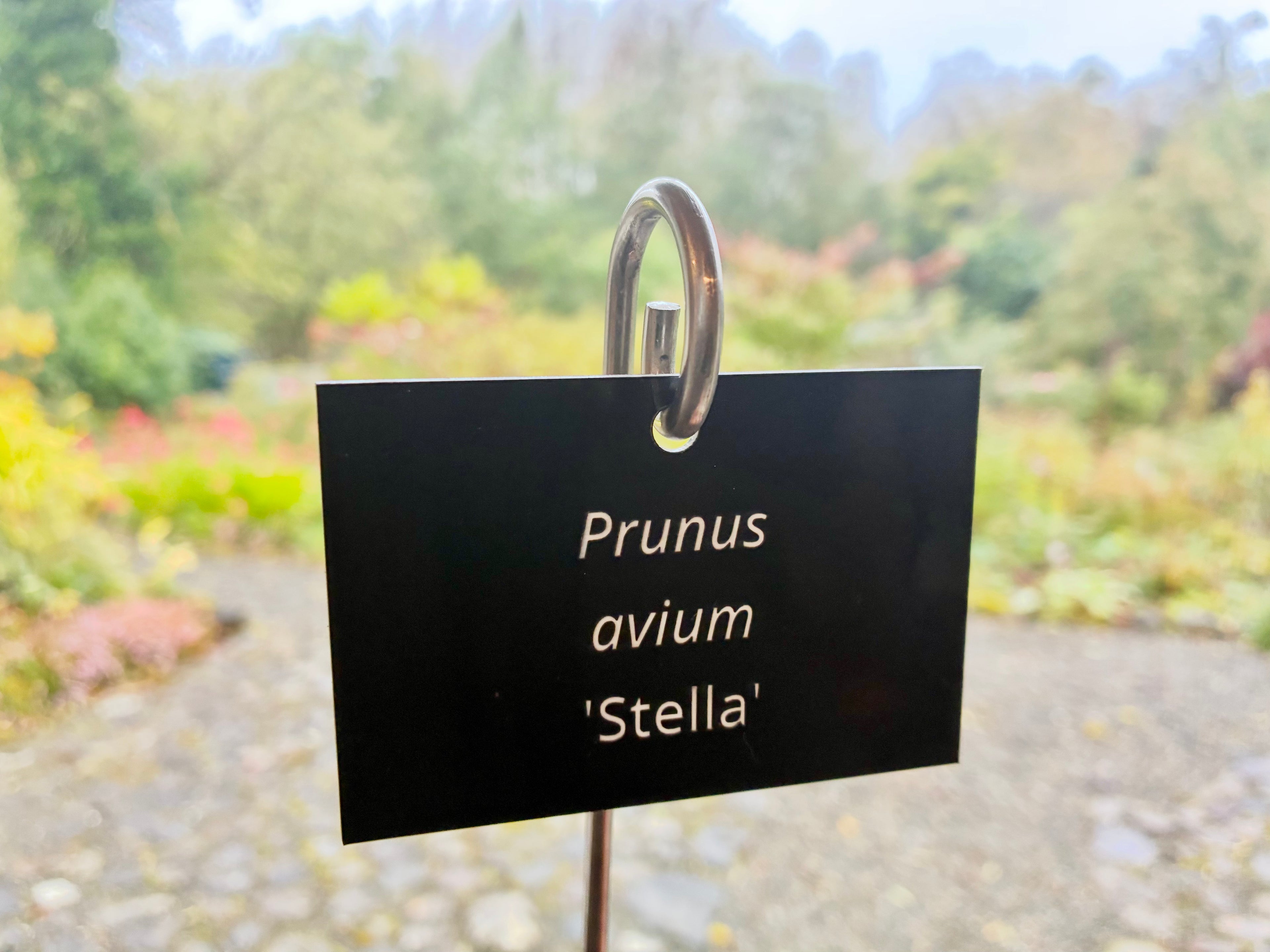Prunus avium 'Stella' - Plant label