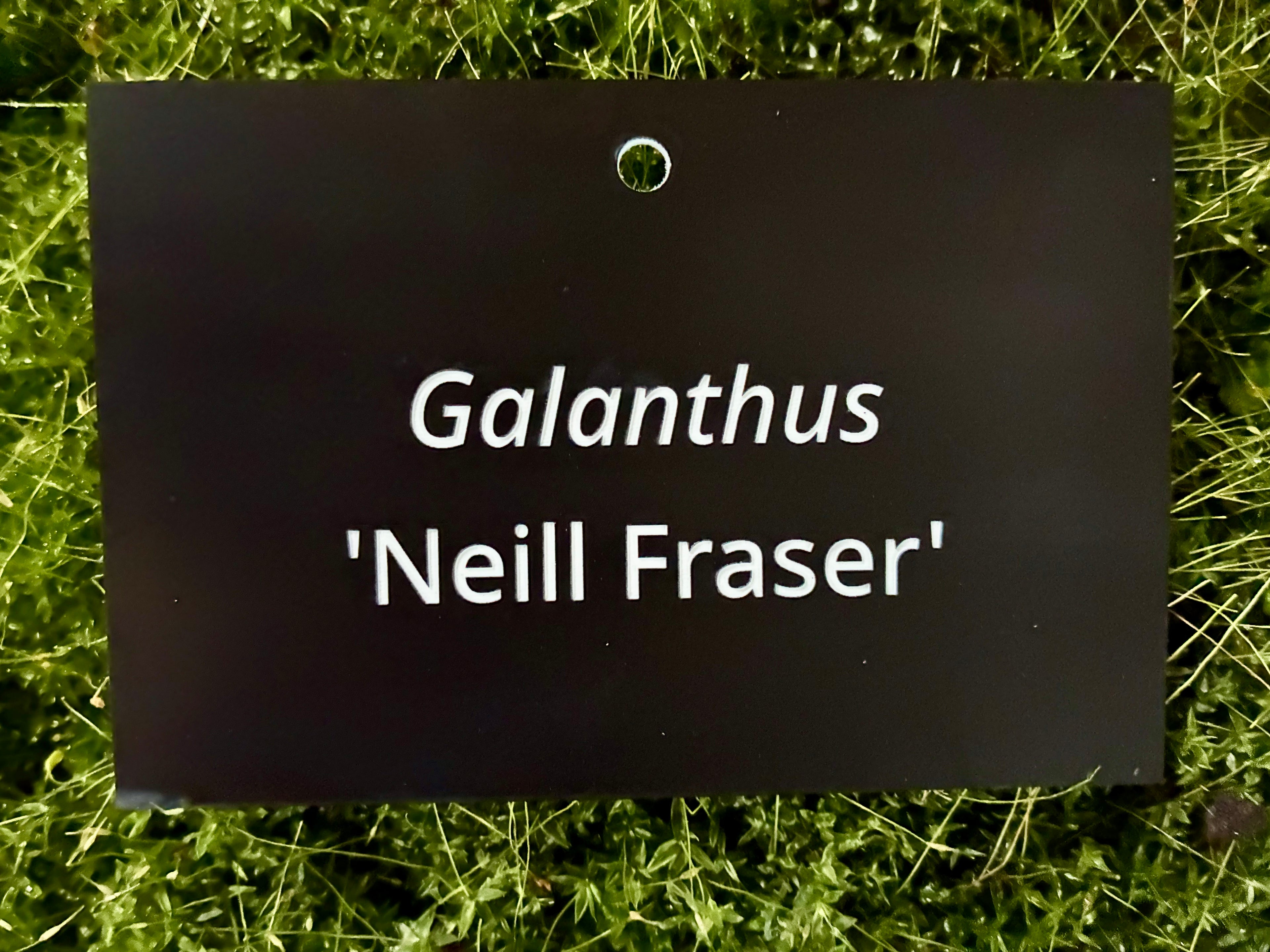 Galanthus 'Neill Fraser' - Plant label
