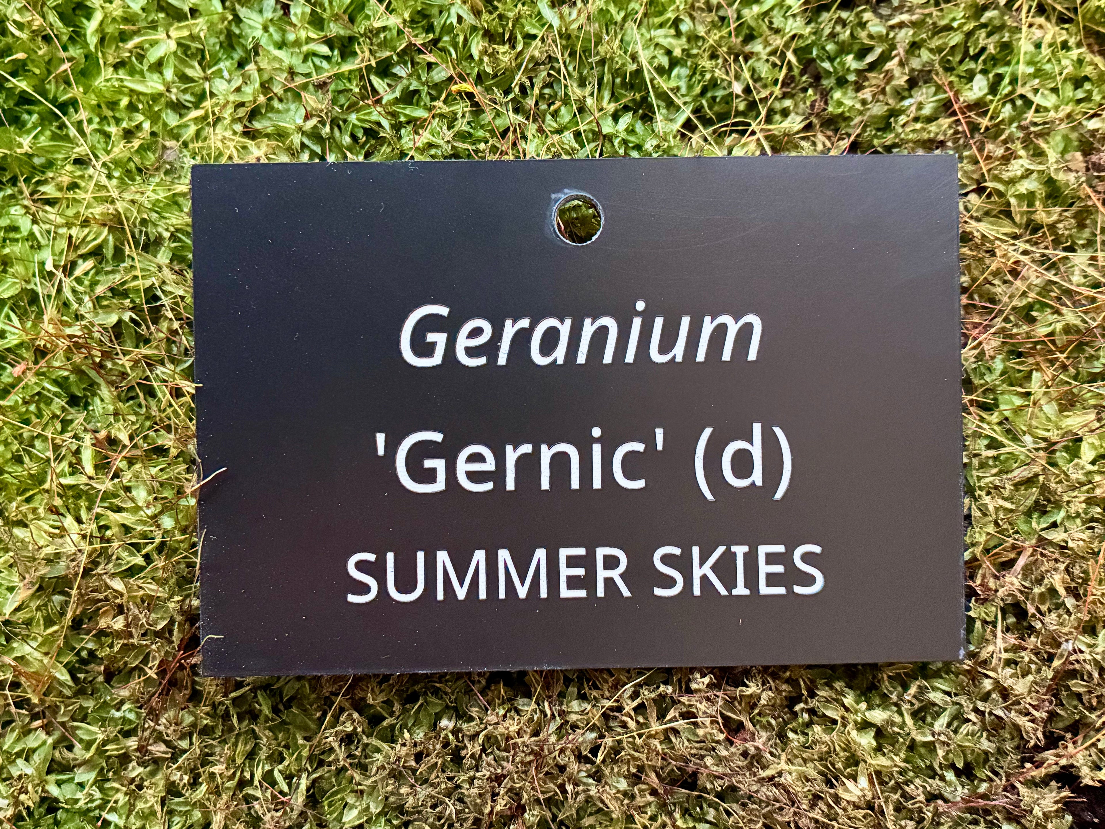 Geranium 'Gernic' SUMMER SKIES - Plant label