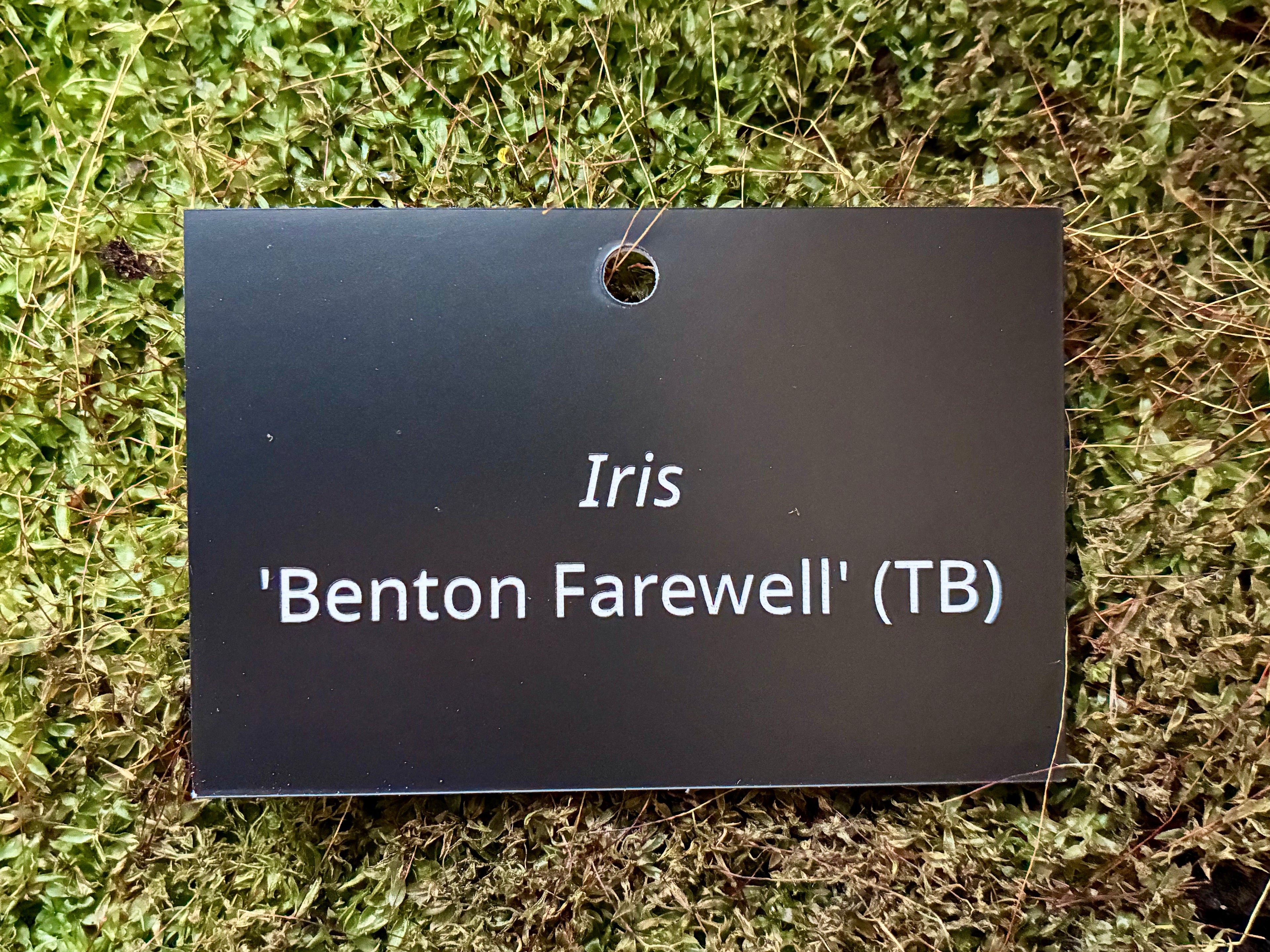 Iris 'Benton Farewell' (TB) - Plant label