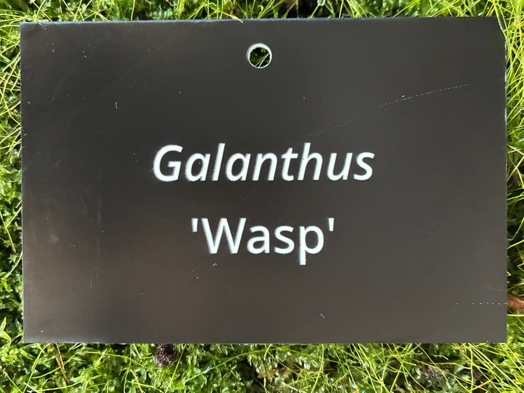 Galanthus 'Wasp' - Plant label