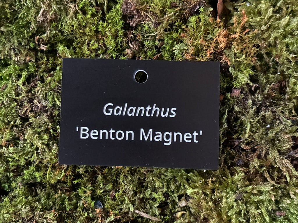 Galanthus 'Benton Magnet' - Plant label