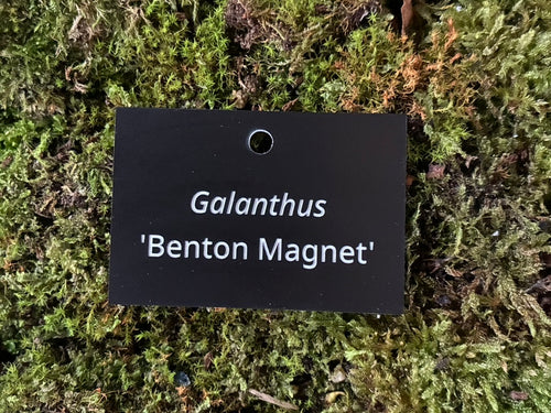 Galanthus 'Benton Magnet' - Plant label