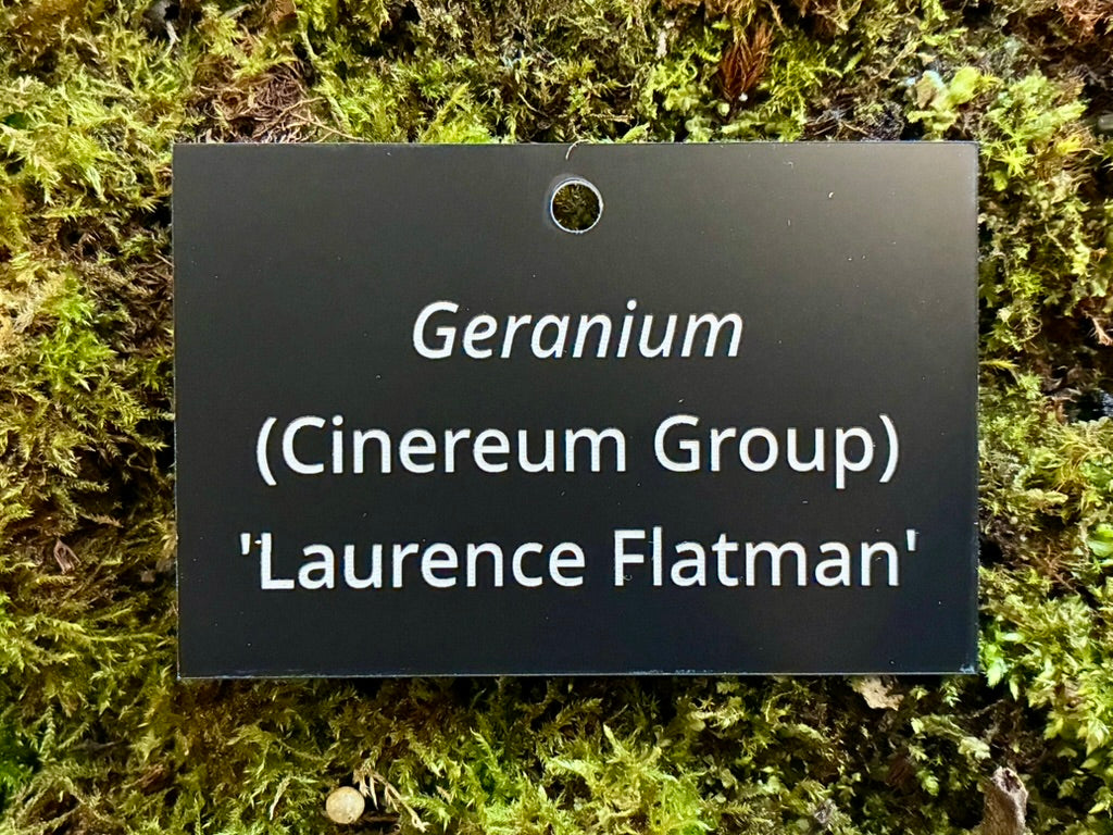 Geranium (Cinereum Group) 'Laurence Flatman' - Plant label