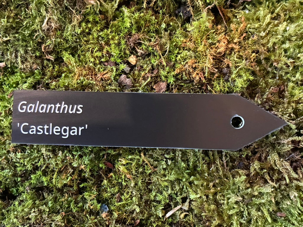 Galanthus 'Castlegar' - Plant label